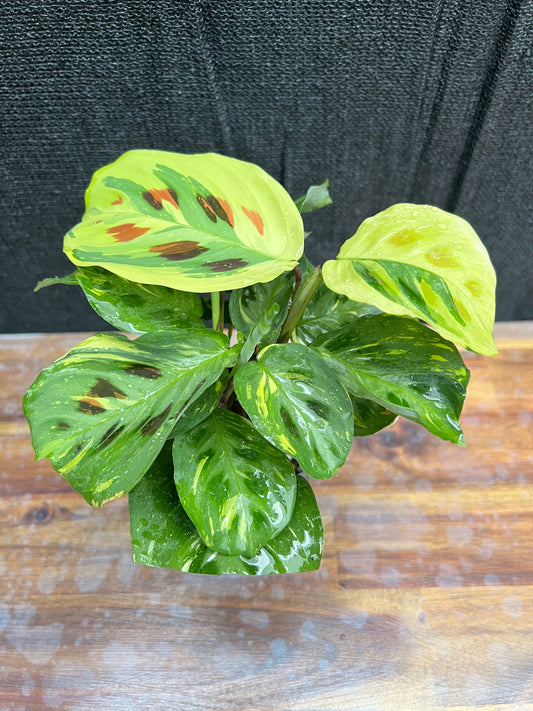 Maranta leuconeura var. kerchoveana ‘Variegata’ - 'Variegated Prayer Plant' NONTC