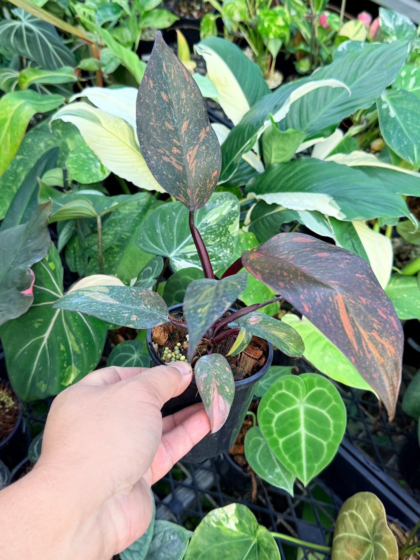 Philodendron 'Orange Princess' N16
