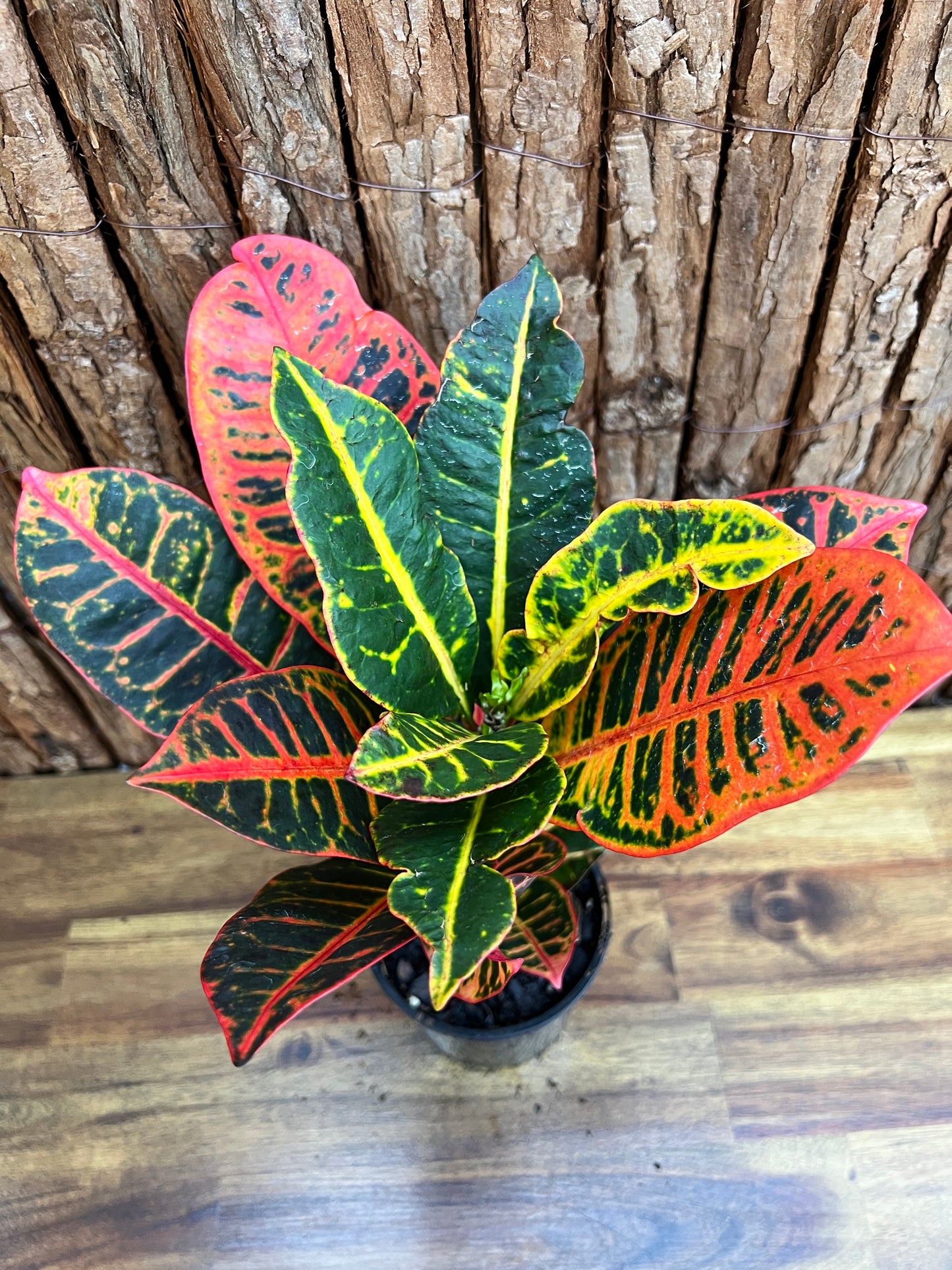 Croton Petra B201