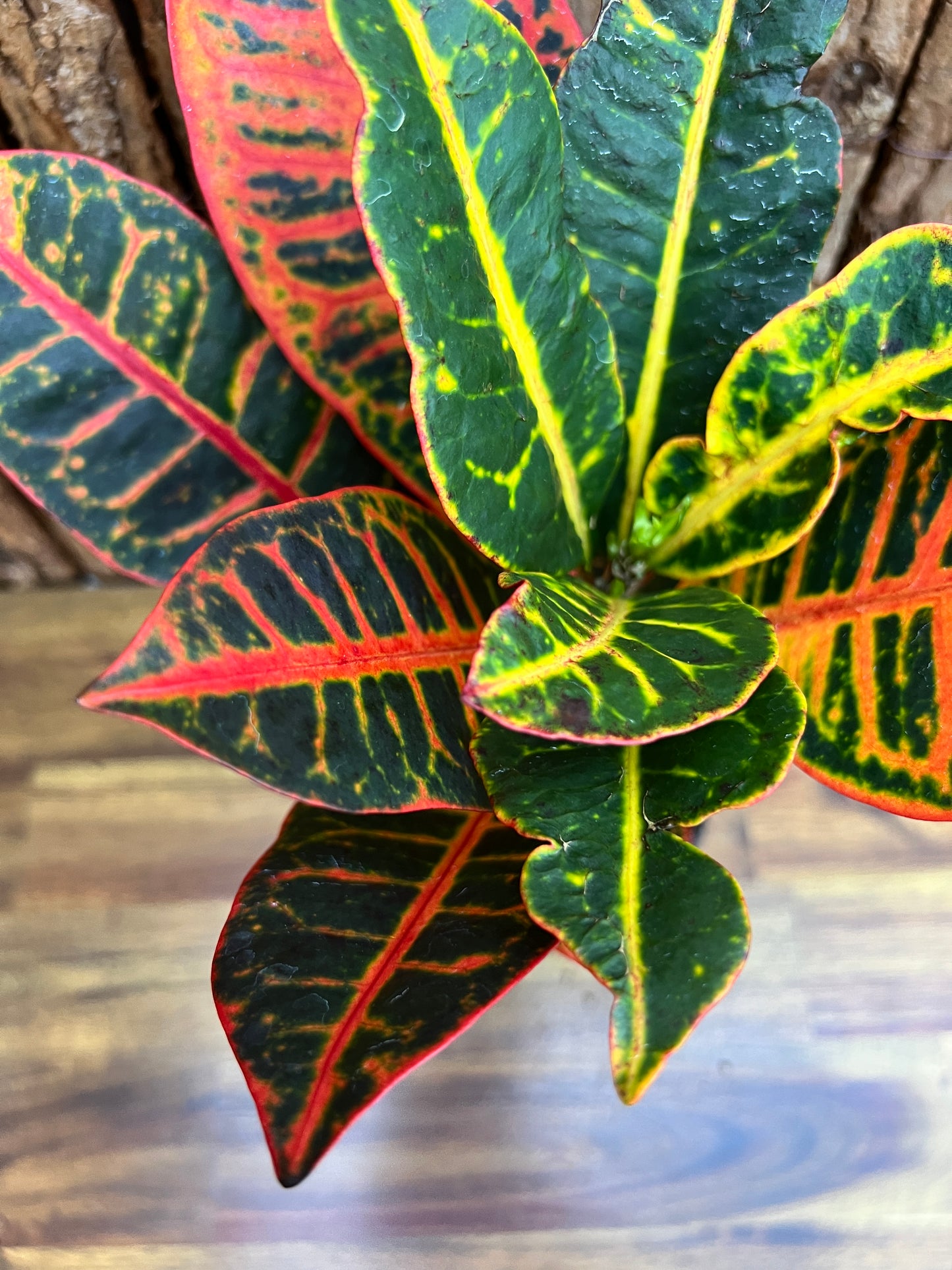 Croton Petra B201