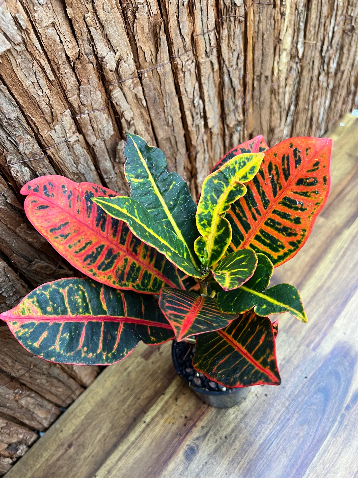 Croton Petra B201