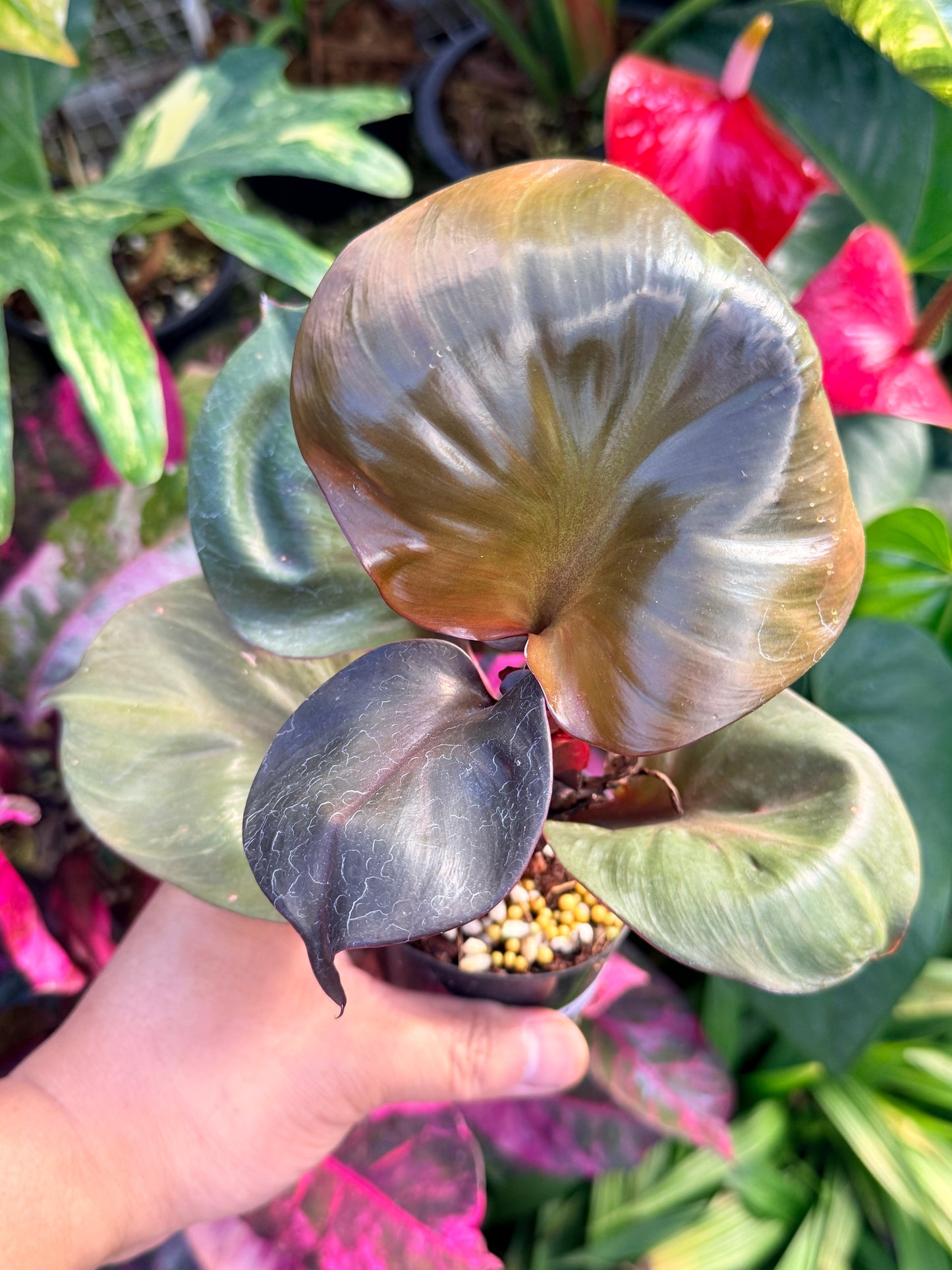 Philodendron 'Red Heart' N24
