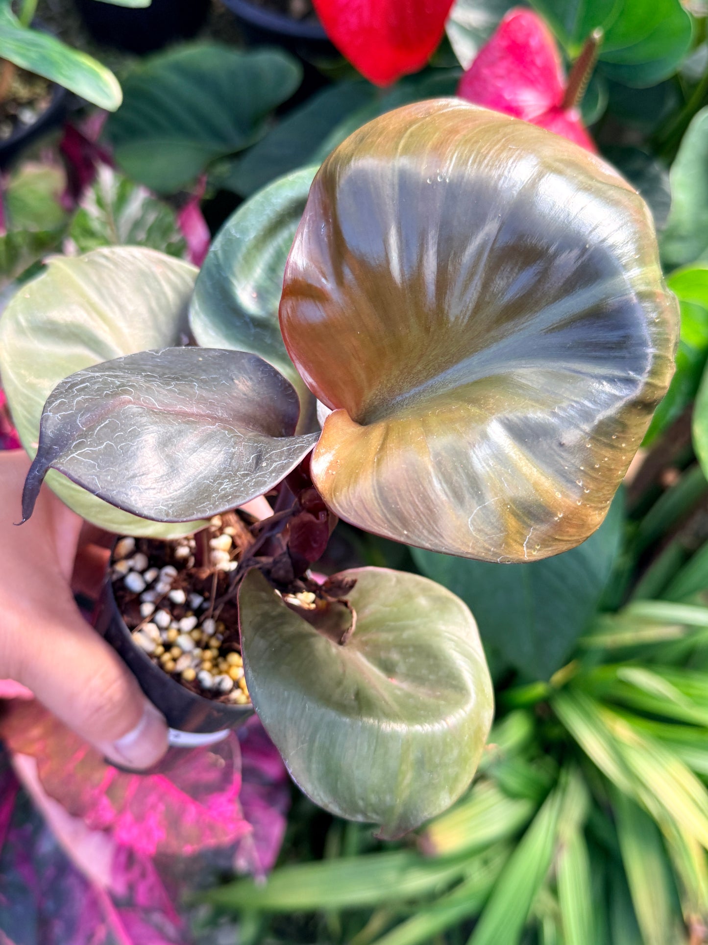 Philodendron 'Red Heart' N24