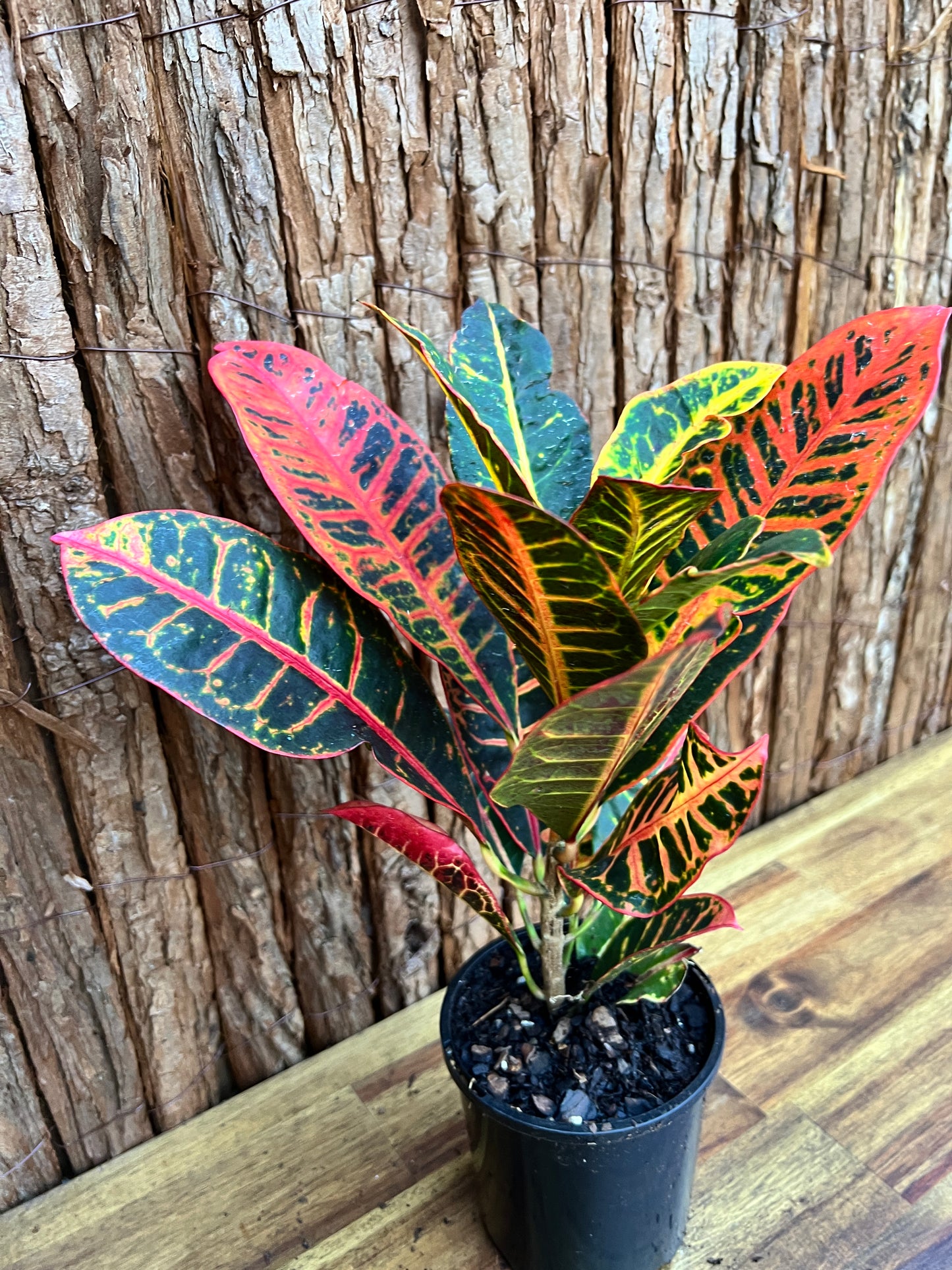 Croton Petra B201