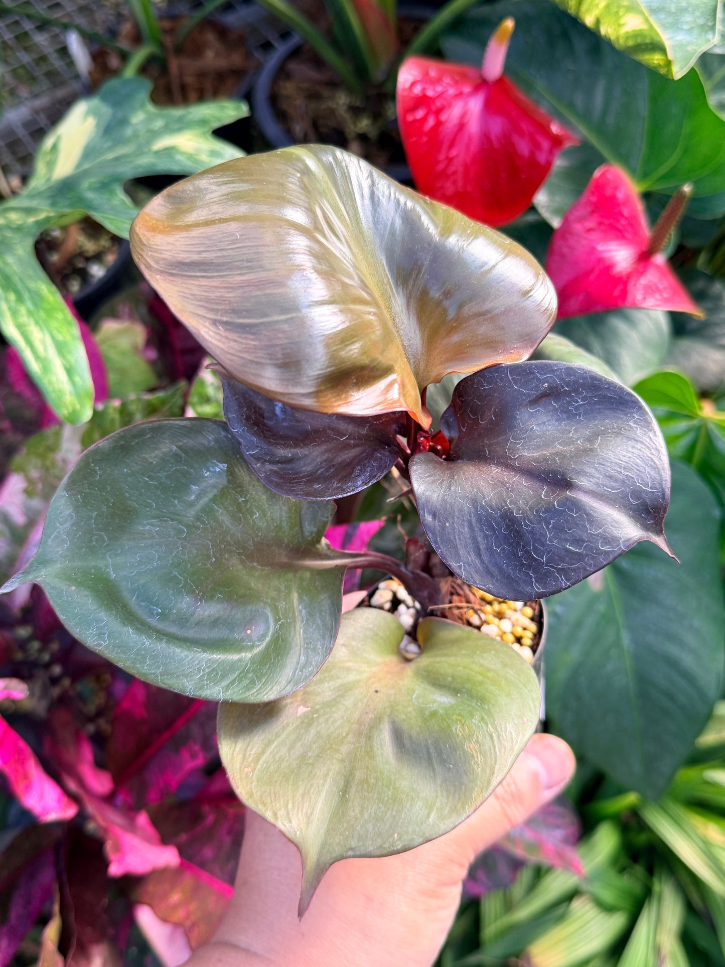 Philodendron 'Red Heart' N24