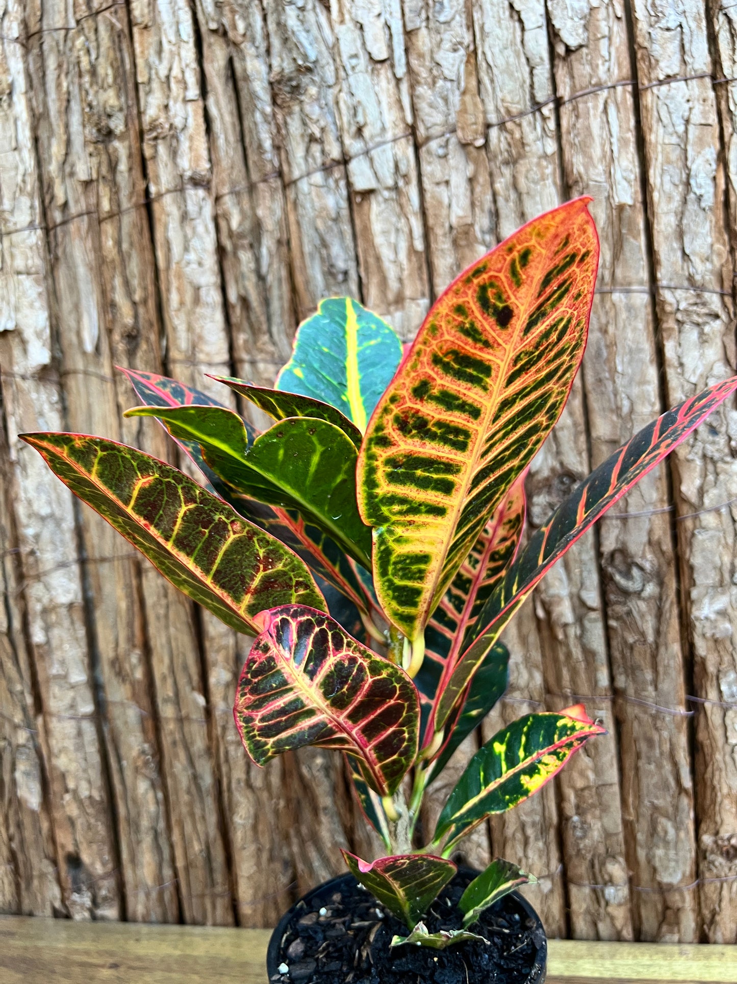 Croton Petra B201