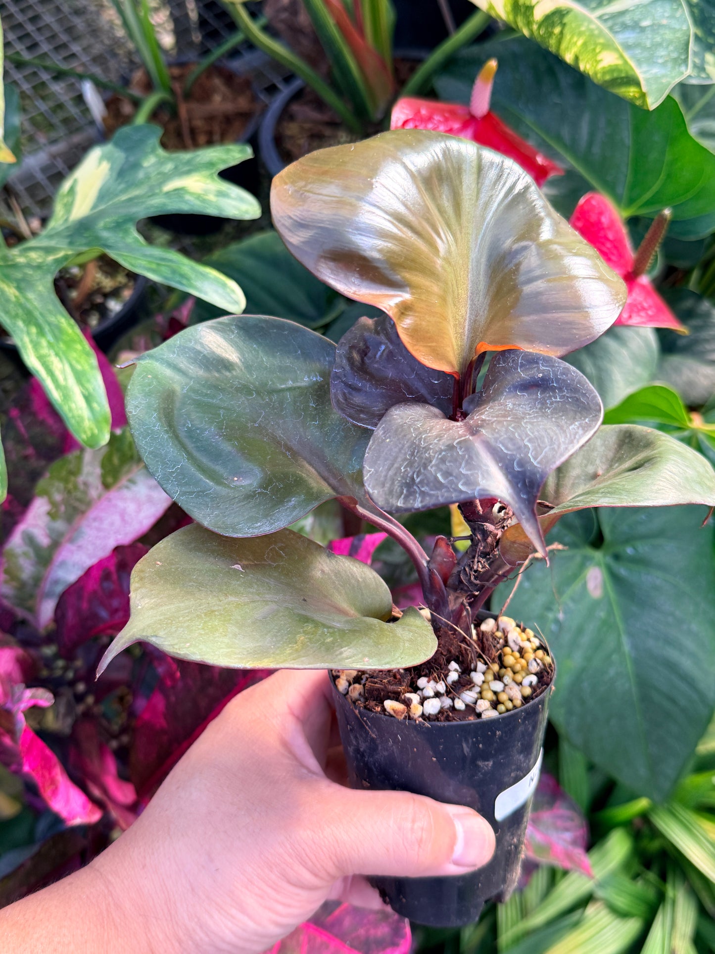 Philodendron 'Red Heart' N24
