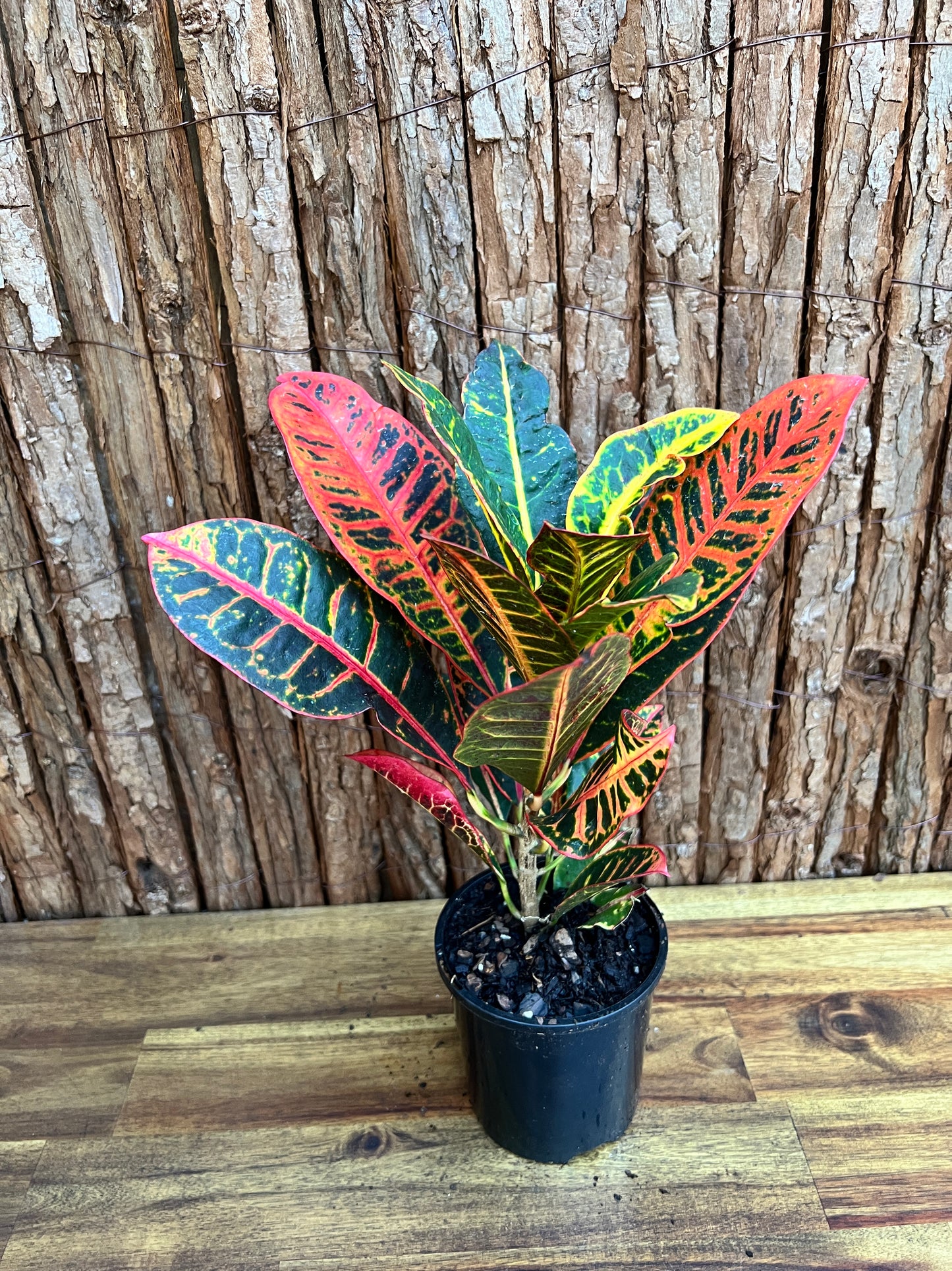 Croton Petra B201