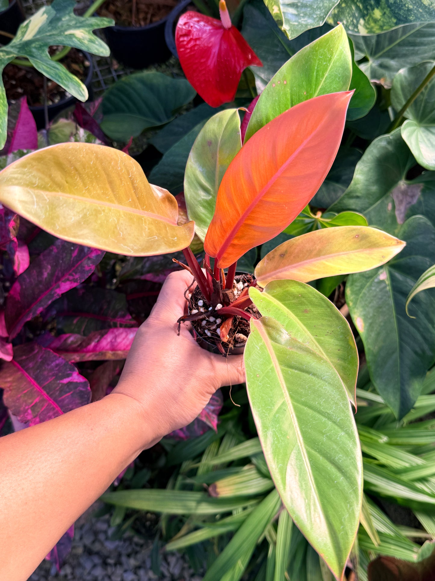 Philodendron 'Prince of Orange' N19