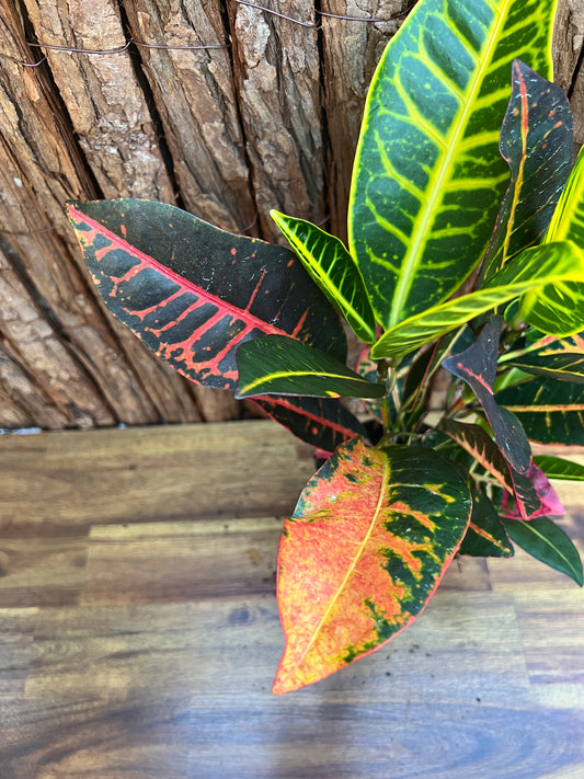 Croton Petra B200