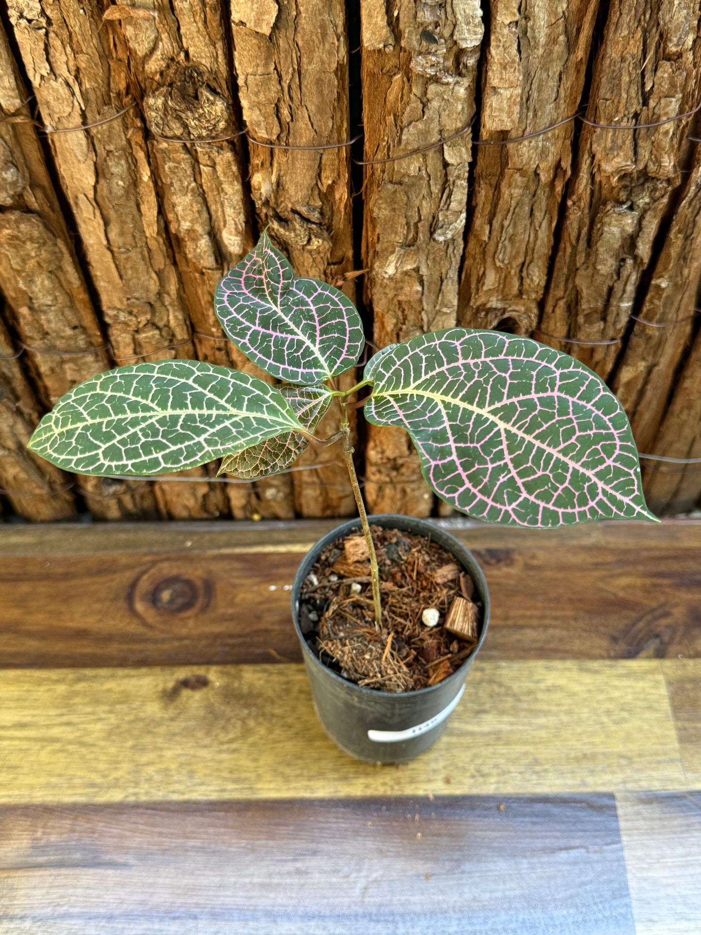 Prestonia quinquangularis Dogbane