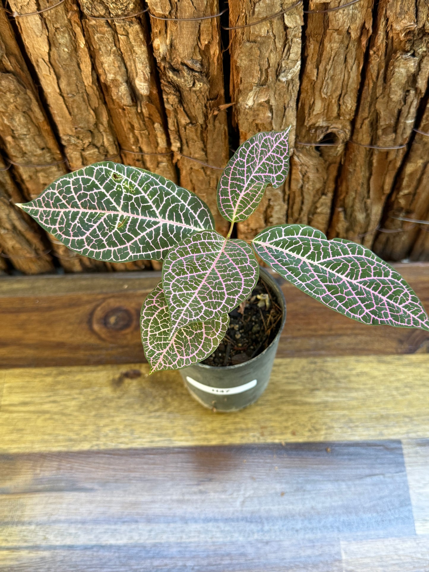 Prestonia quinquangularis Dogbane