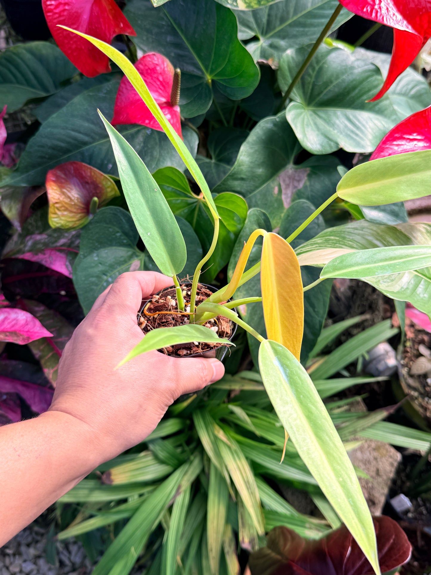 Philodendron 'Lemon Twist' N20