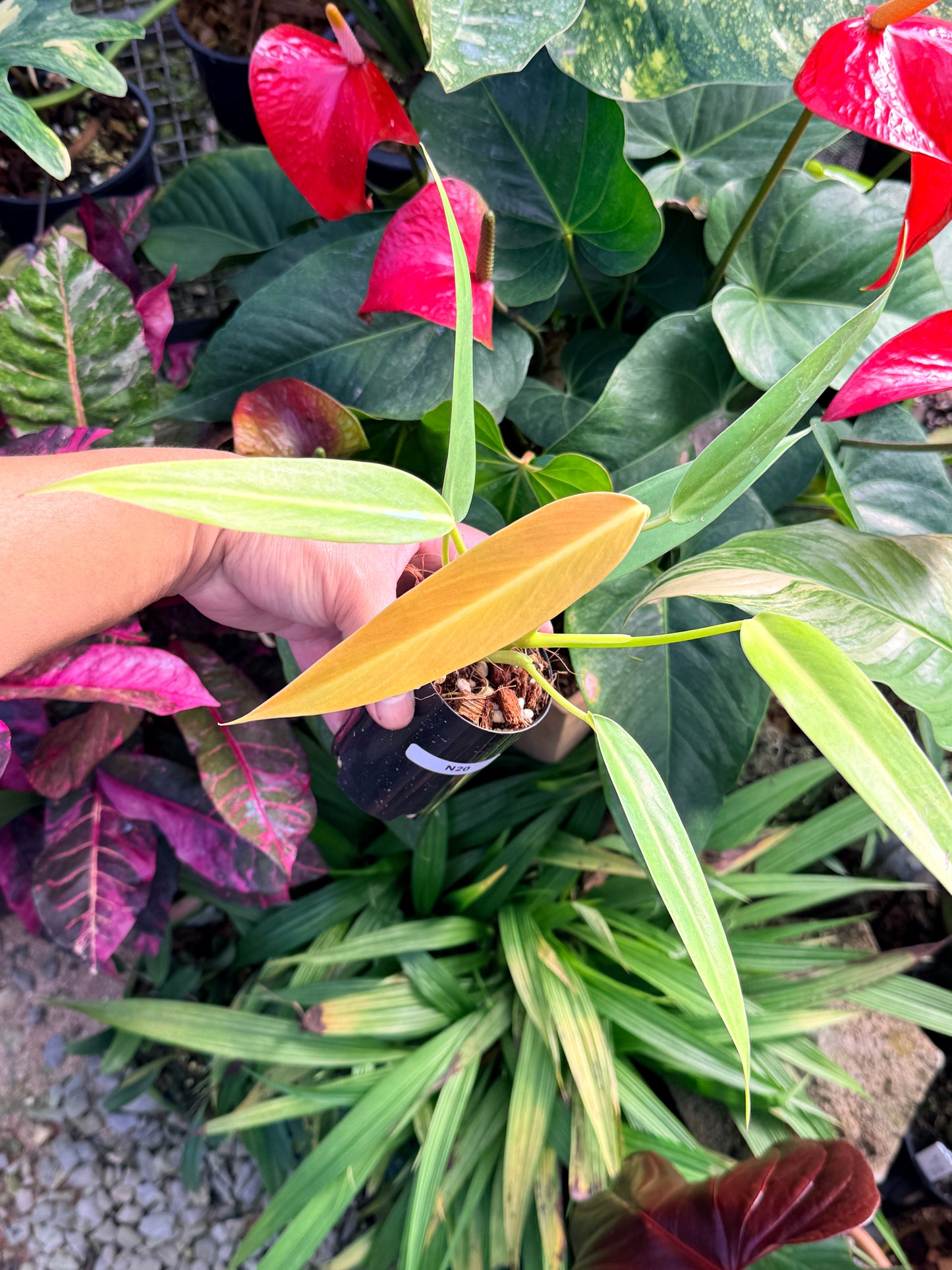 Philodendron 'Lemon Twist' N20