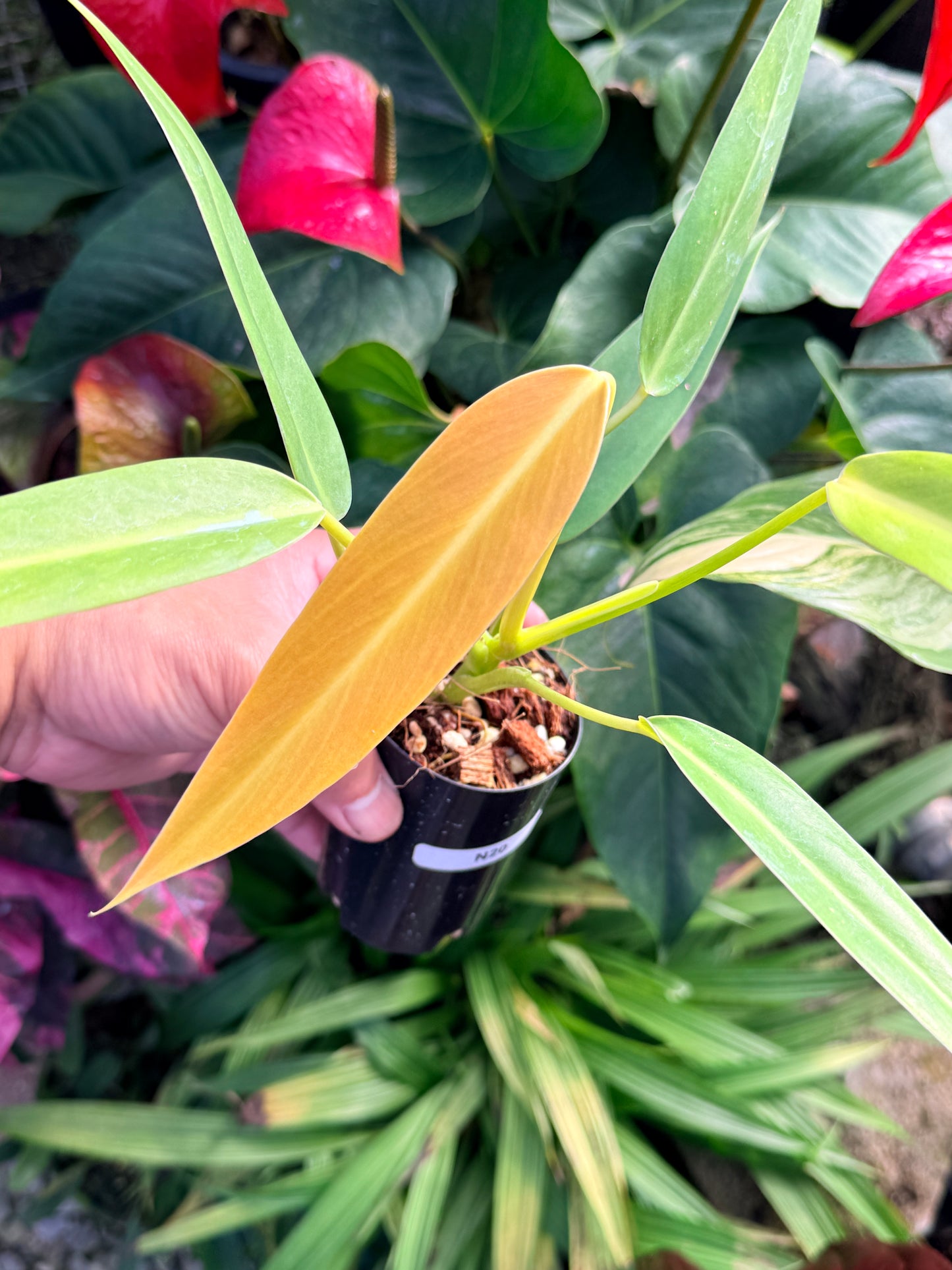 Philodendron 'Lemon Twist' N20