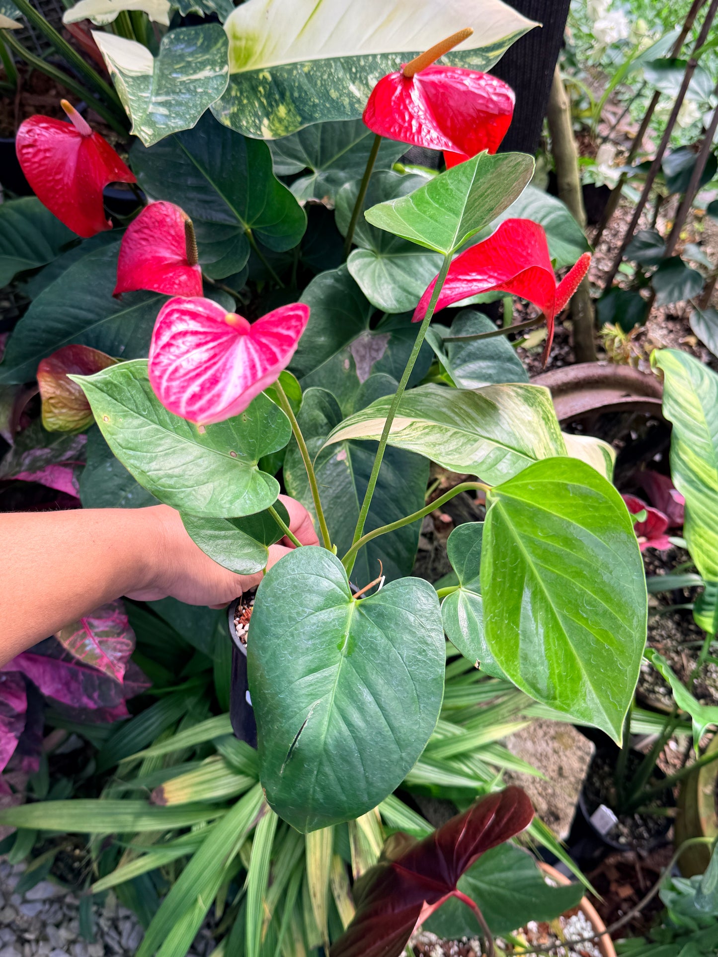 Anthurium 'Livium Ruby' N21