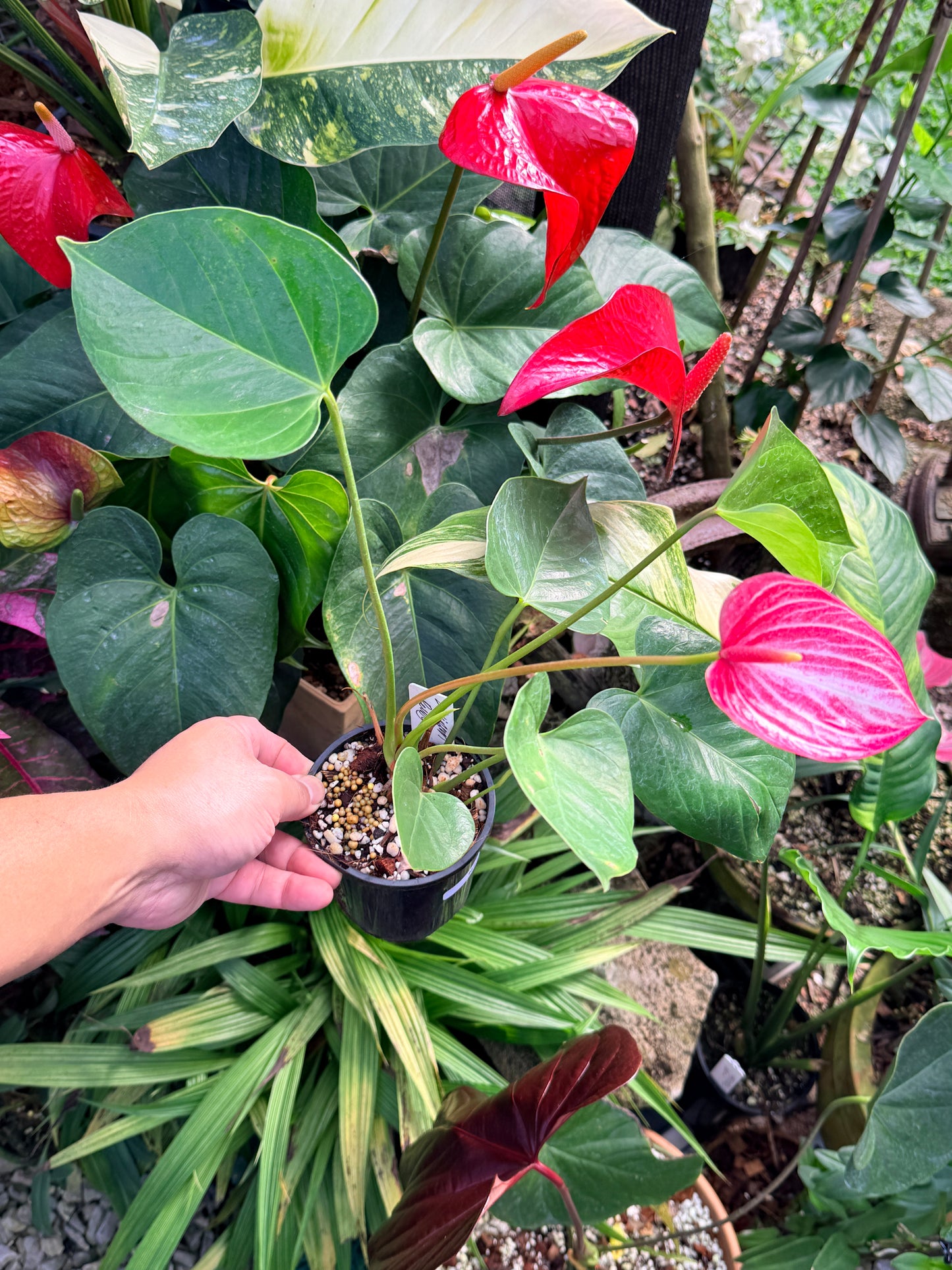 Anthurium 'Livium Ruby' N21