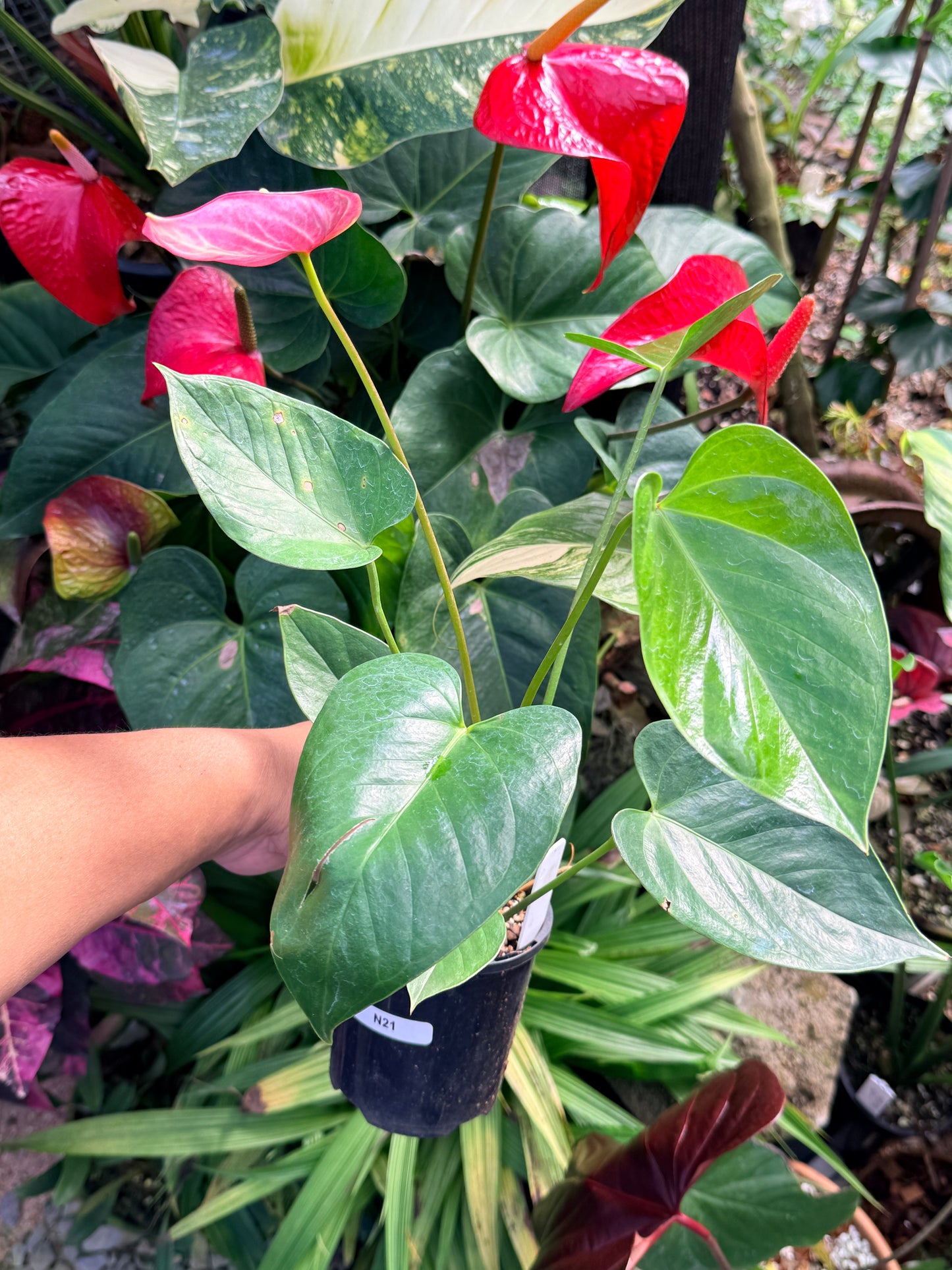 Anthurium 'Livium Ruby' N21