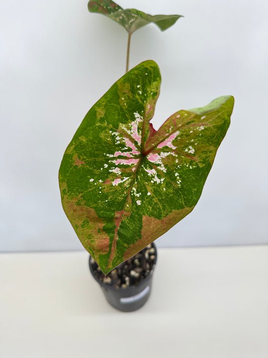 Caladium Hybrid D13