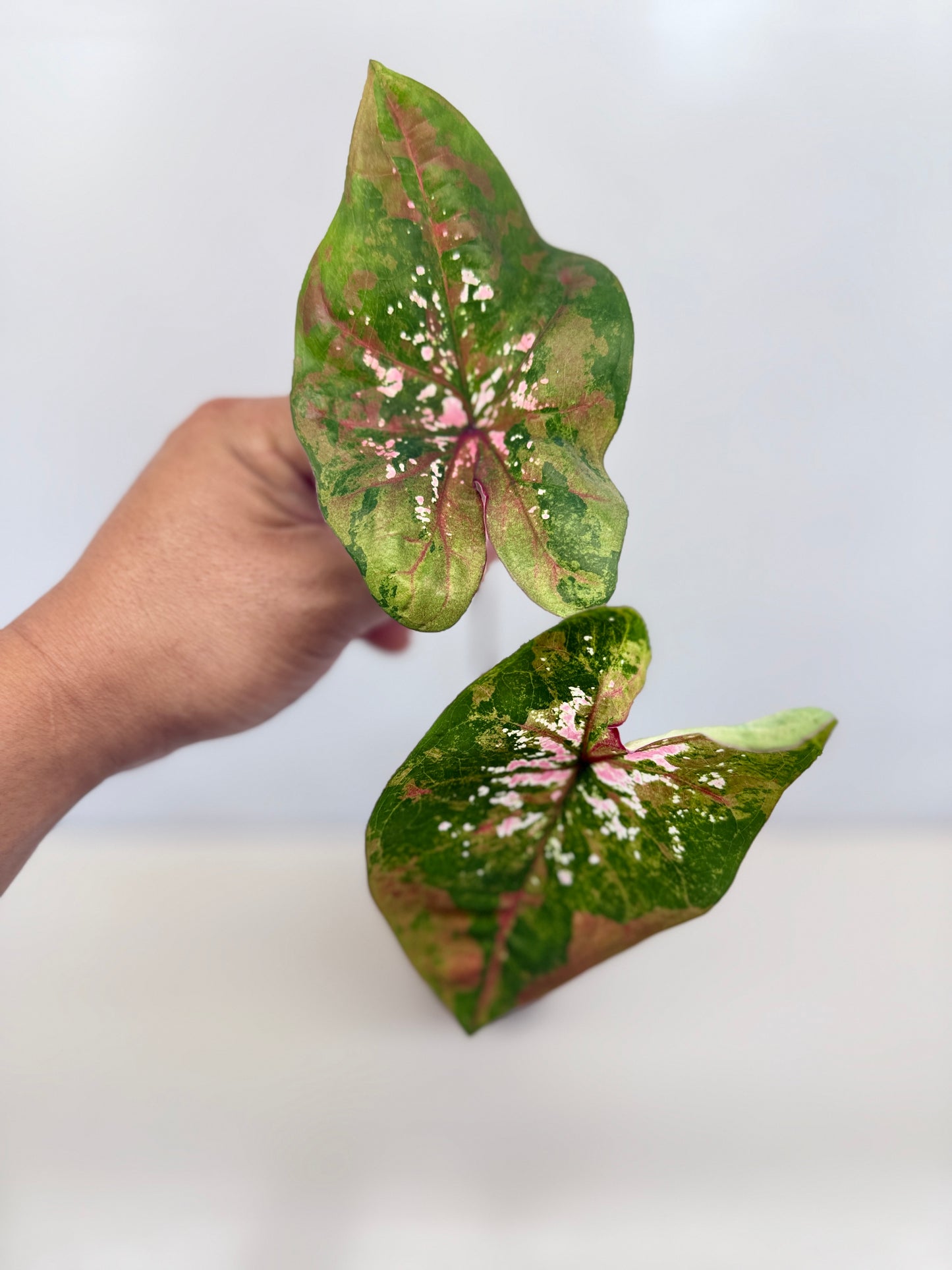 Caladium Hybrid D13