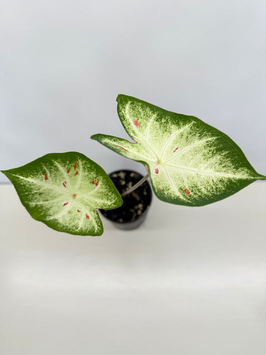 Caladium Hybrid