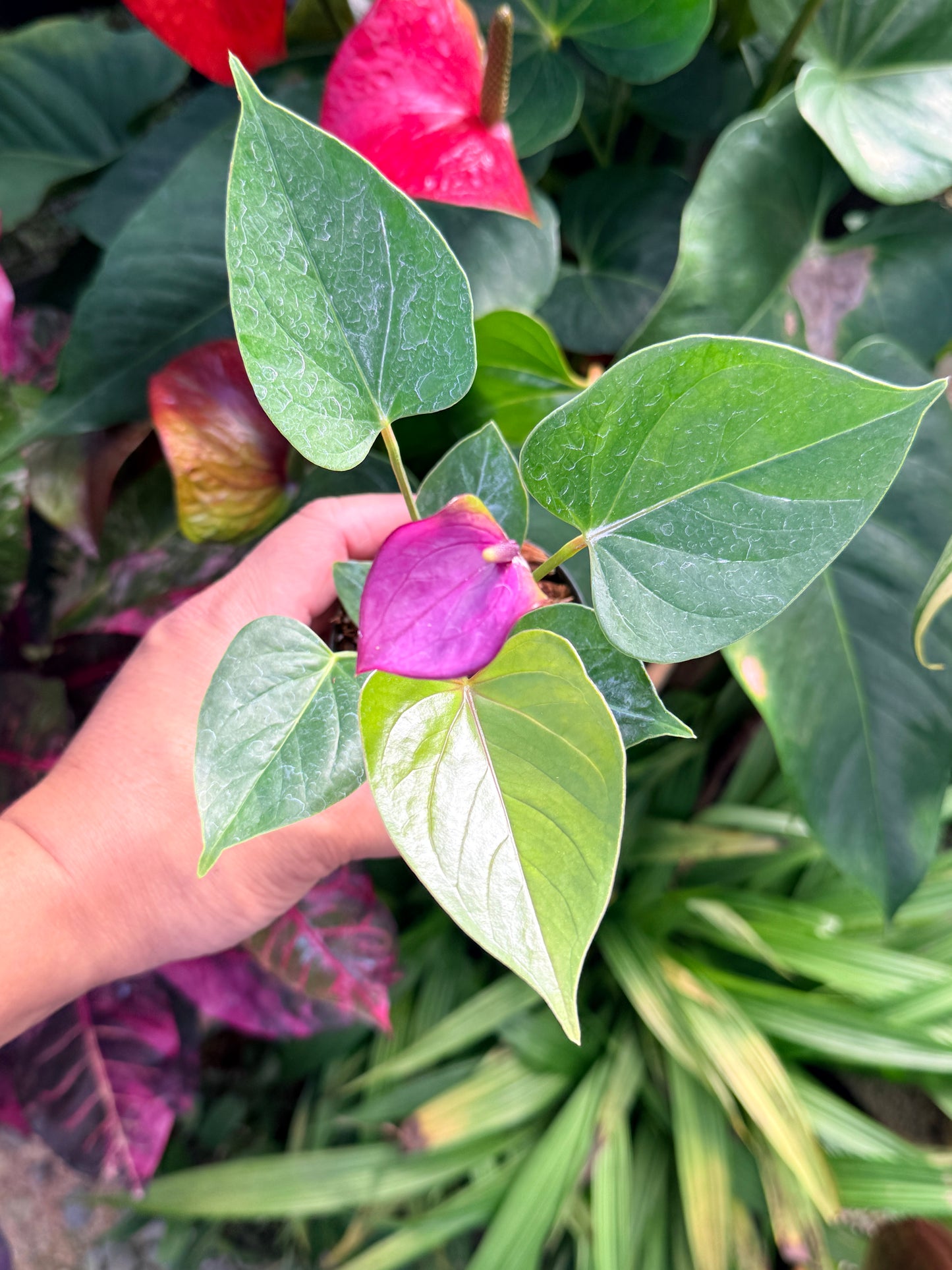 Anthurium 'Baby Purple' N22