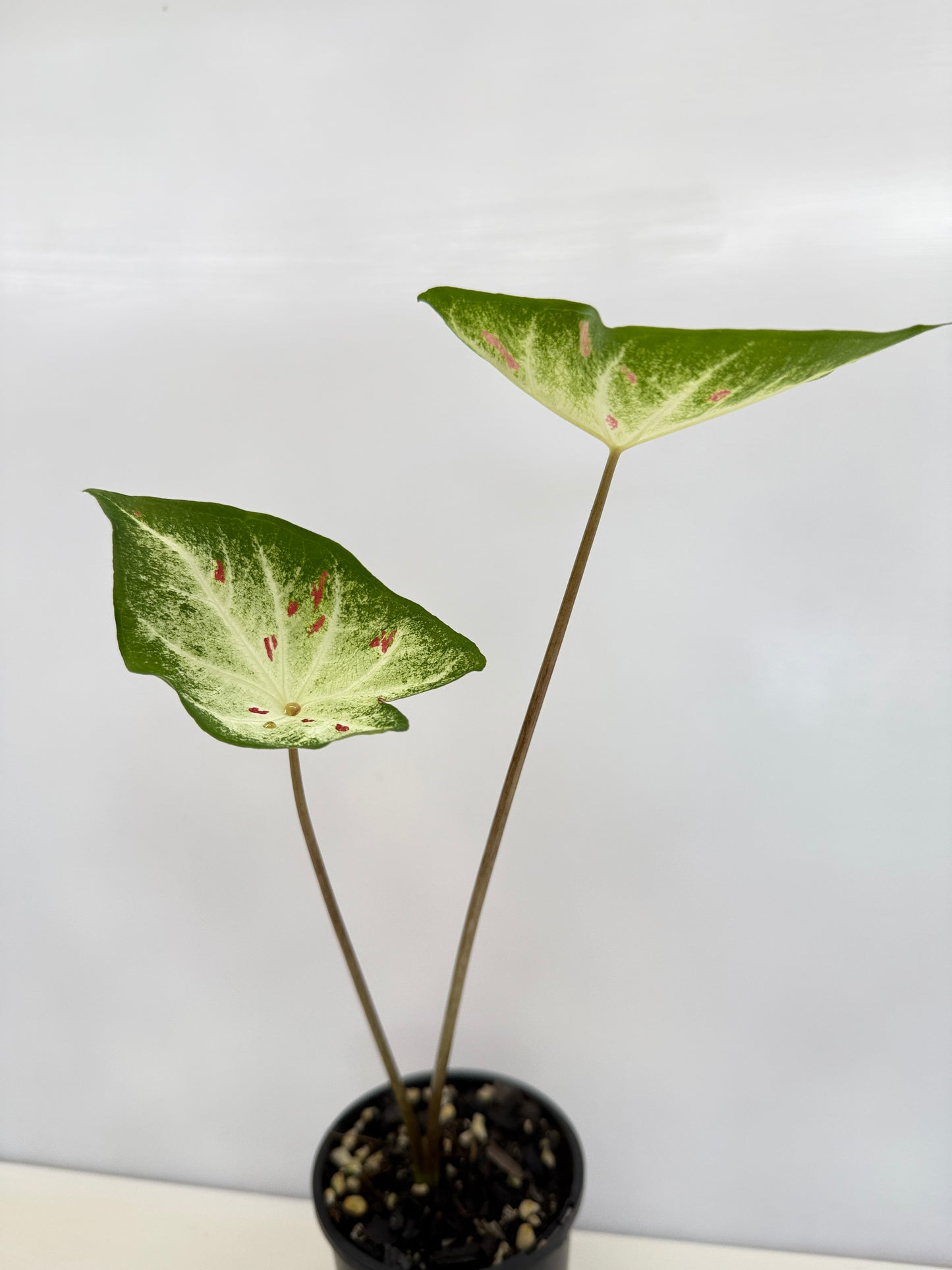 Caladium Hybrid