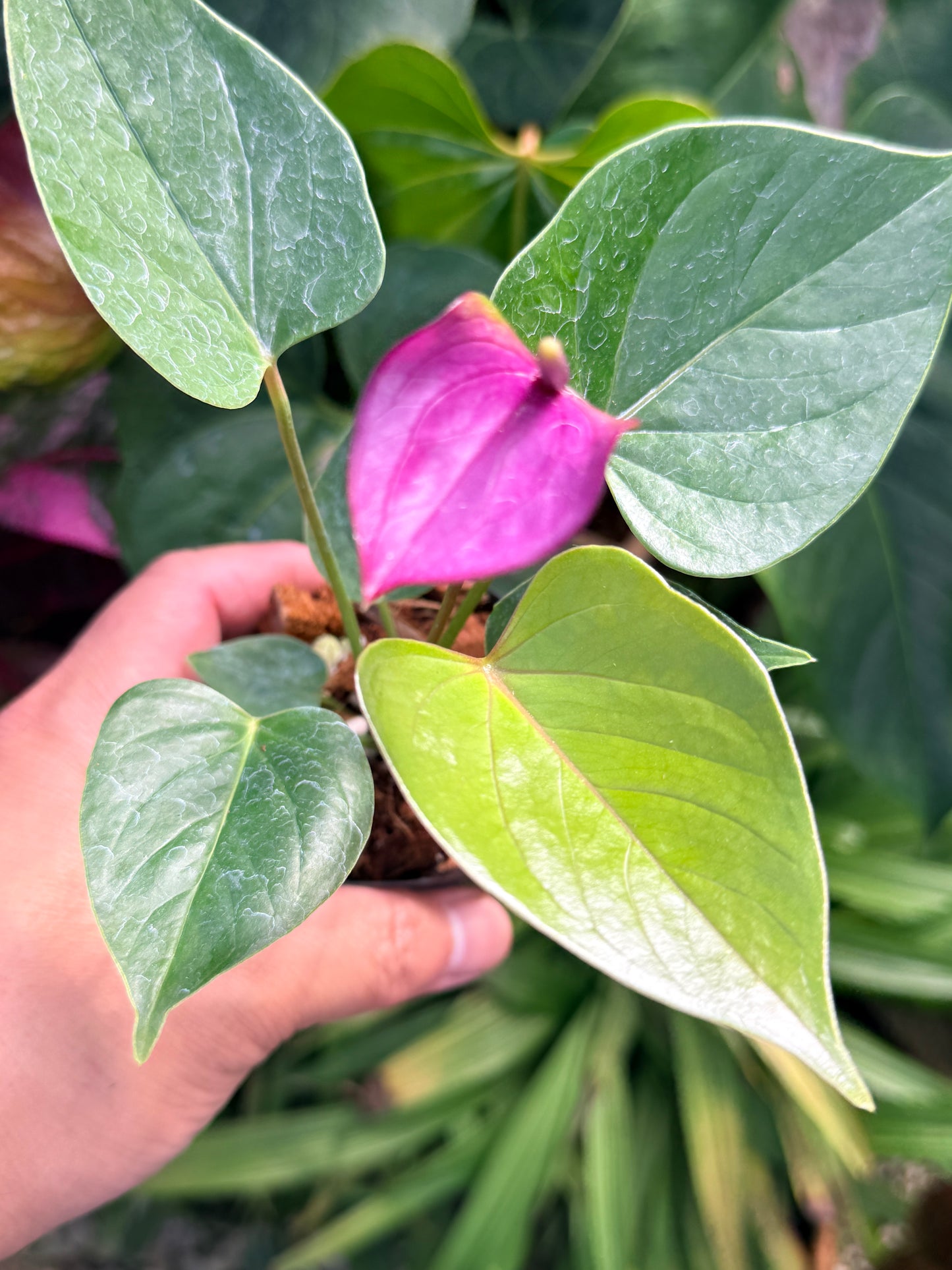 Anthurium 'Baby Purple' N22