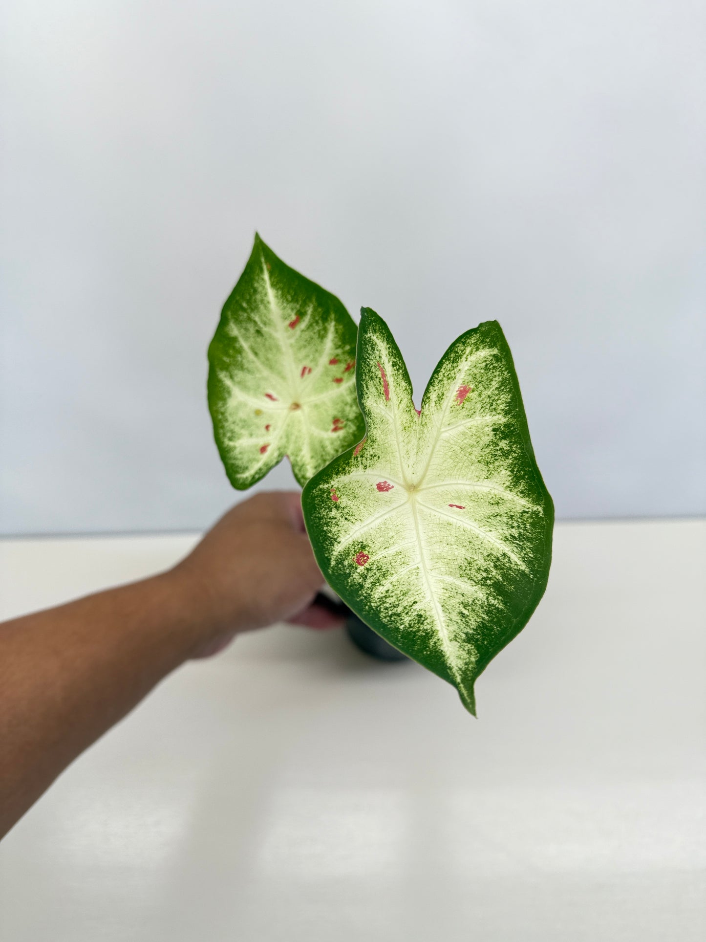 Caladium Hybrid