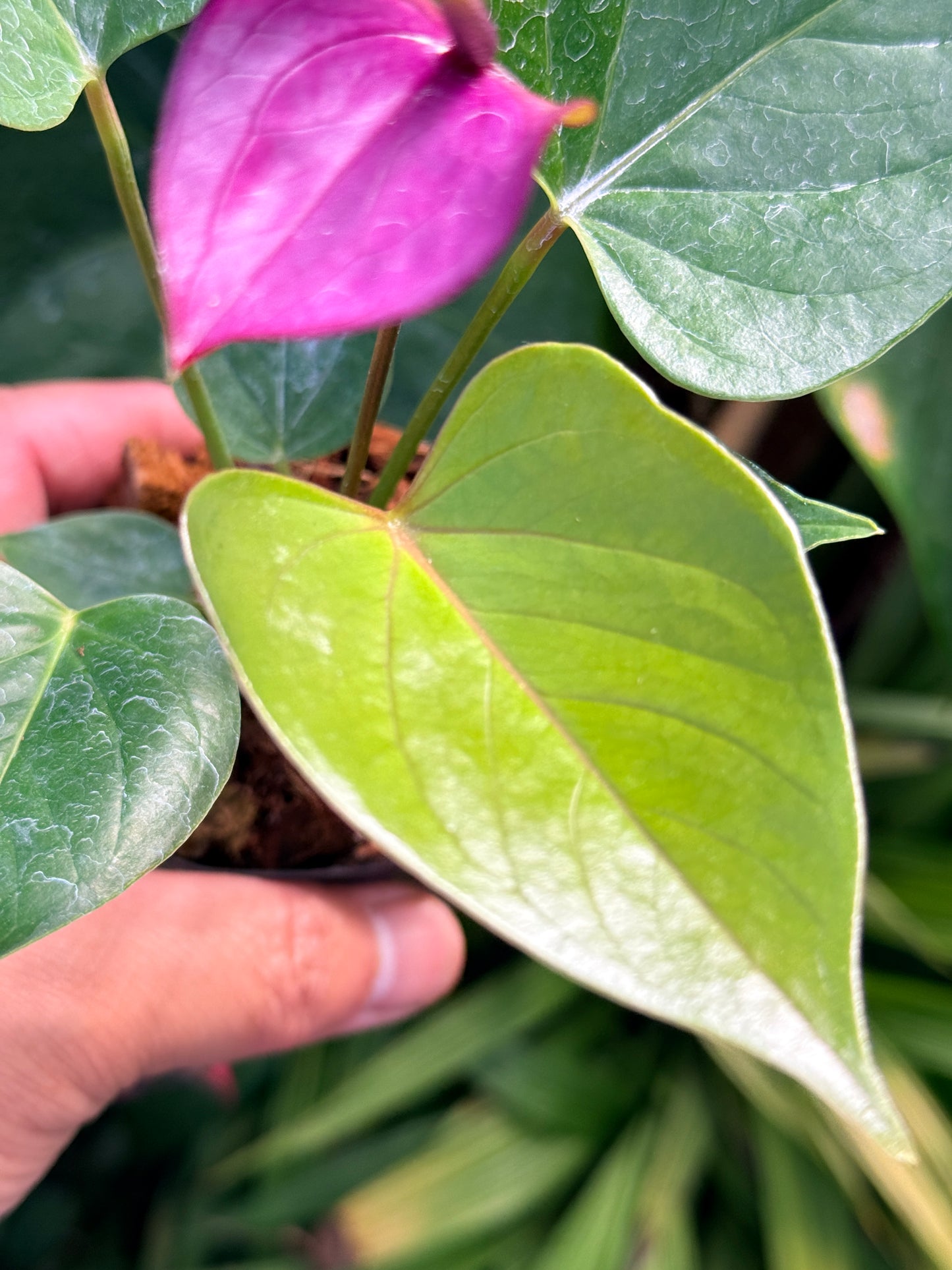 Anthurium 'Baby Purple' N22