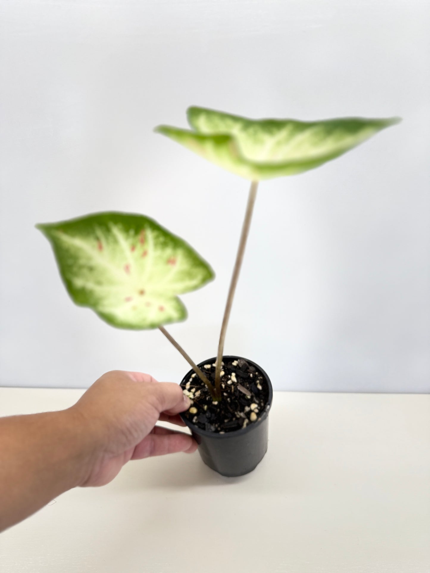 Caladium Hybrid