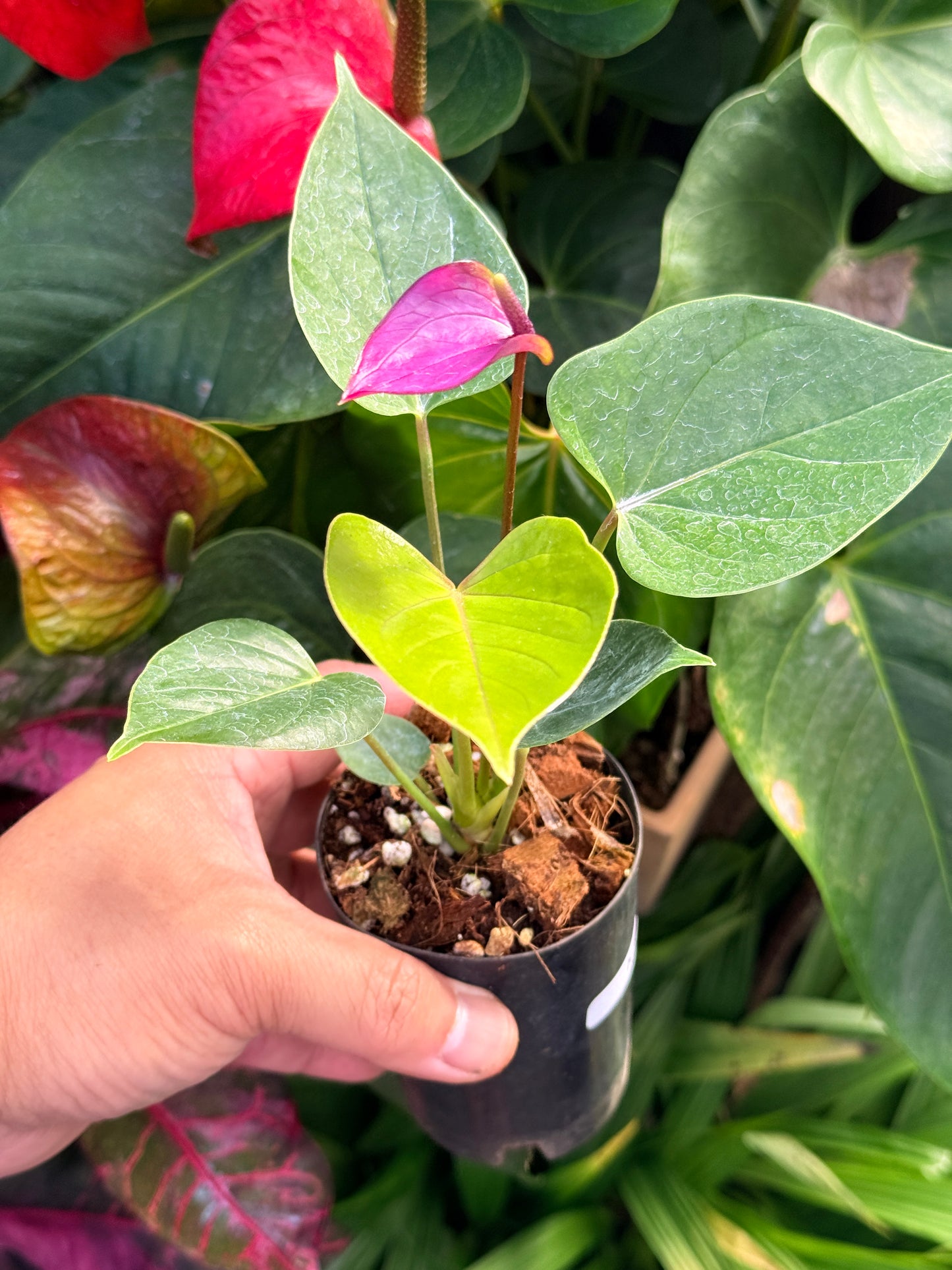 Anthurium 'Baby Purple' N22