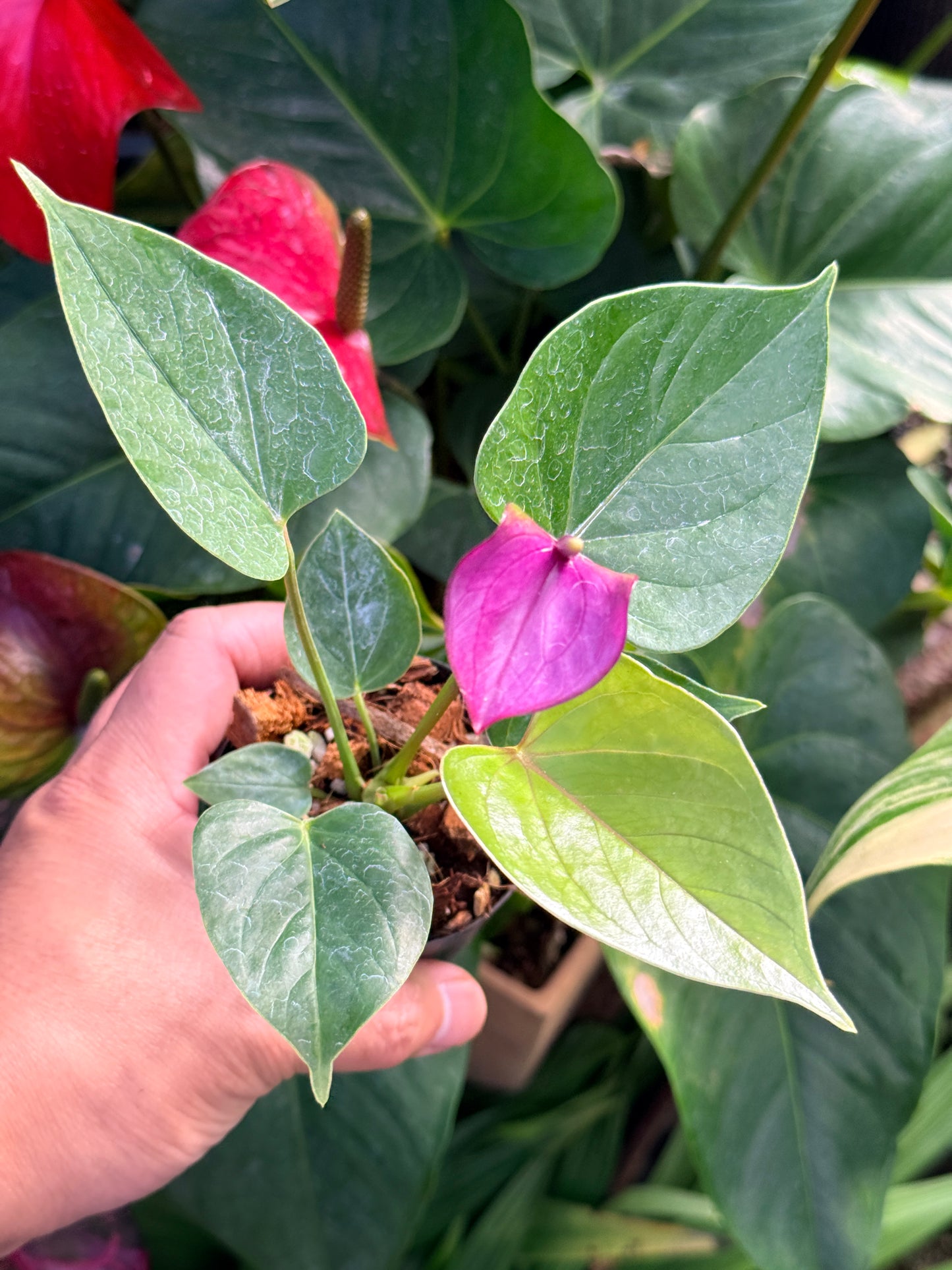 Anthurium 'Baby Purple' N22