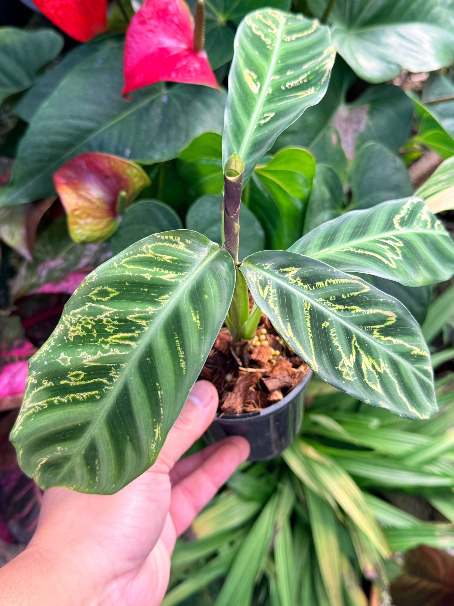 Calathea Zabrina 'Golden Lines' R48