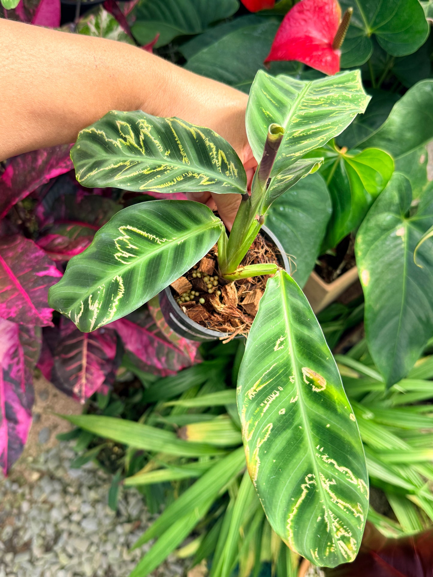 Calathea Zabrina 'Golden Lines' R48