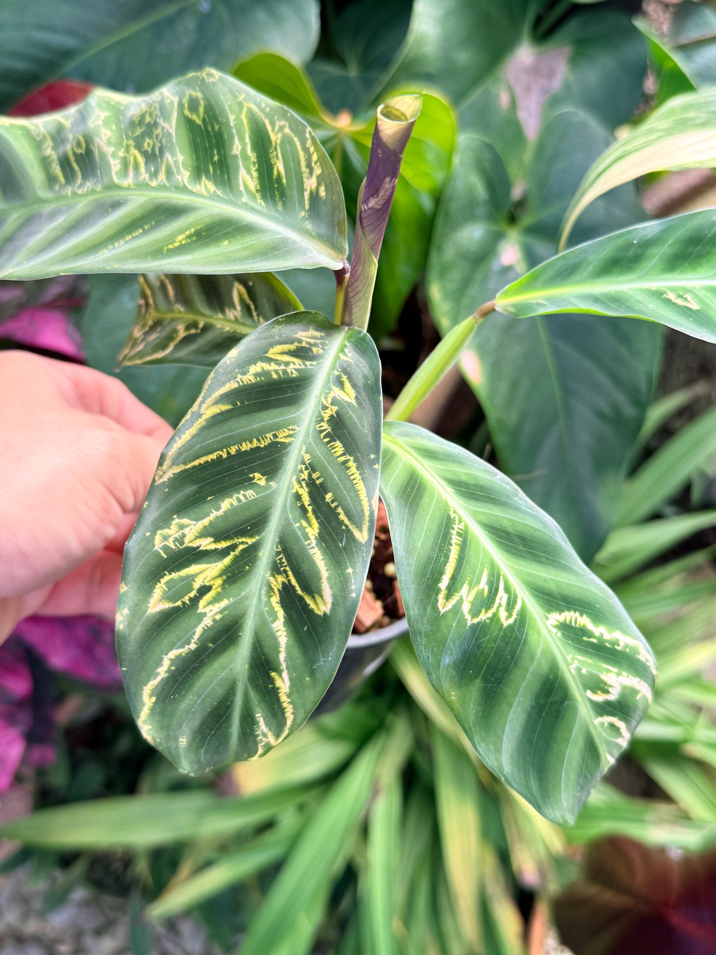 Calathea Zabrina 'Golden Lines' R48