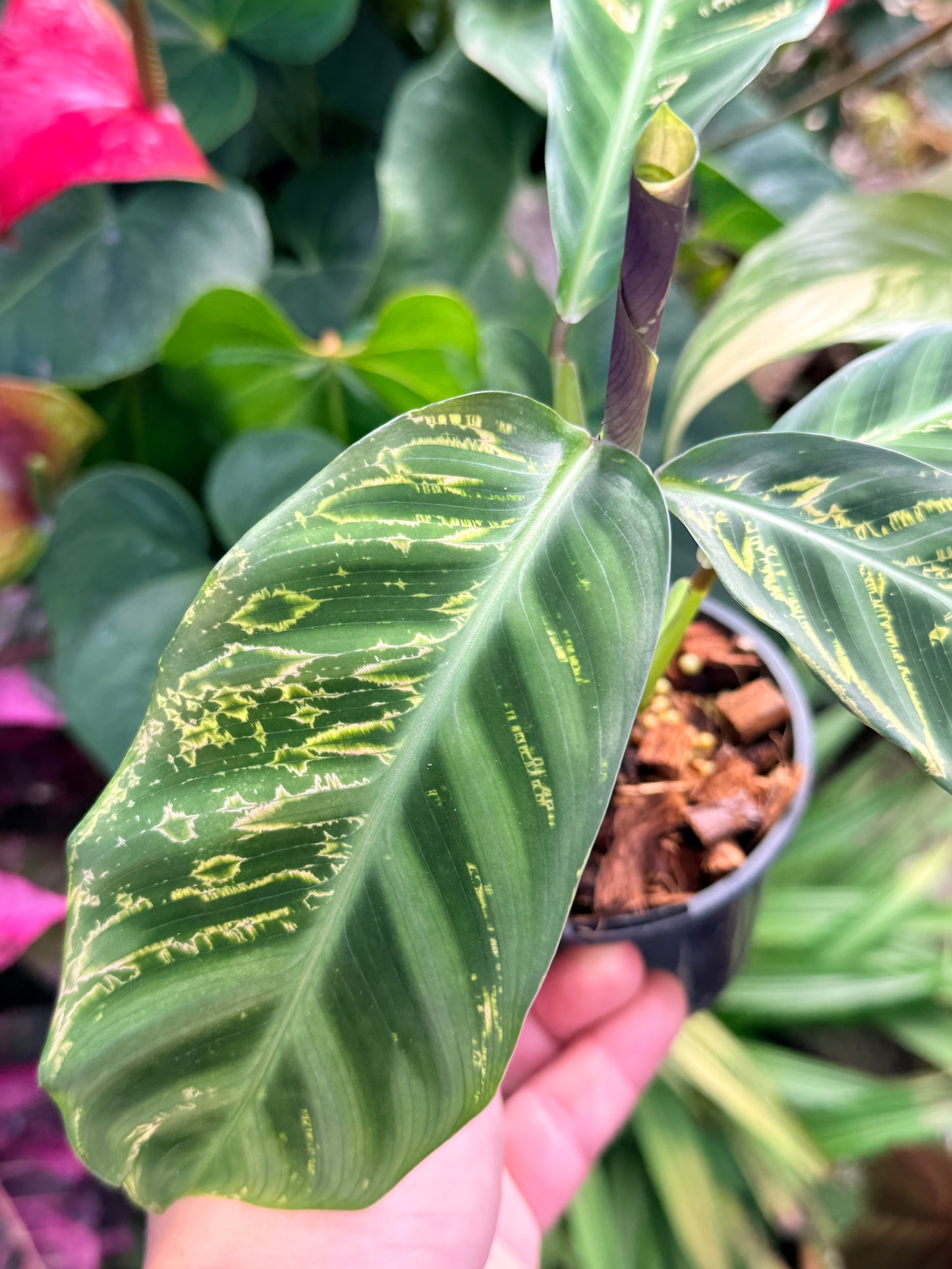 Calathea Zabrina 'Golden Lines' R48