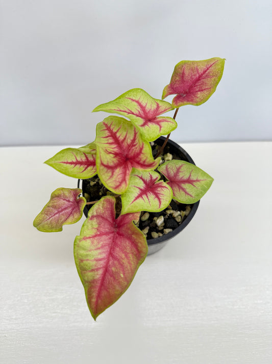 Caladium Hybrid D17