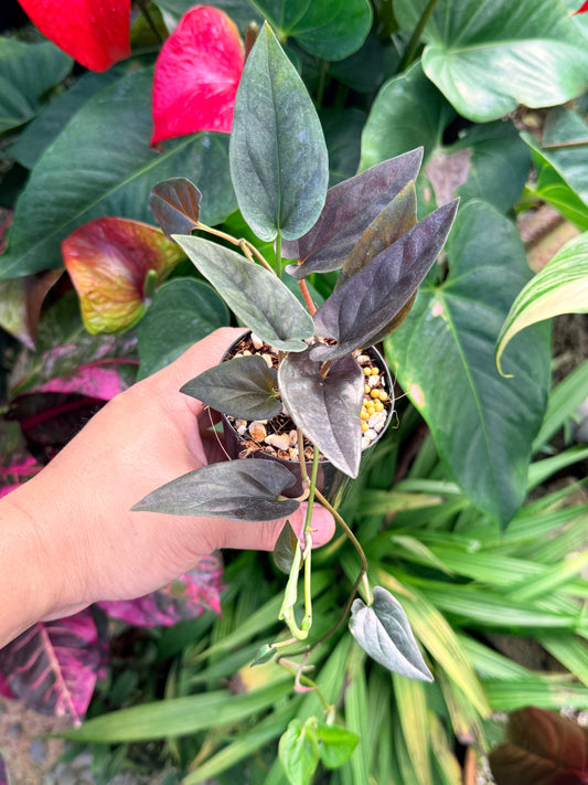 Syngonium 'Red Arrow' O25