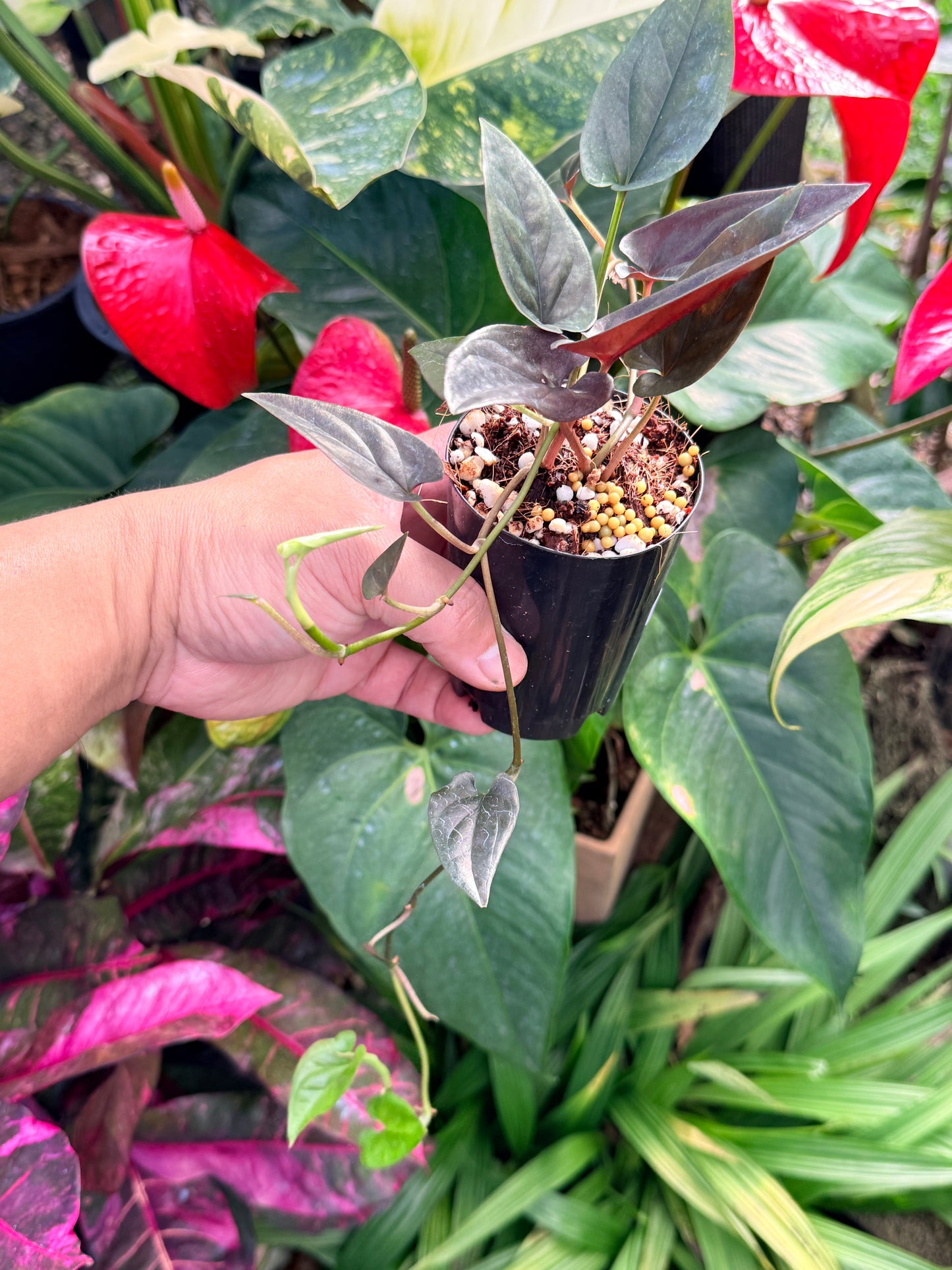 Syngonium 'Red Arrow' N31