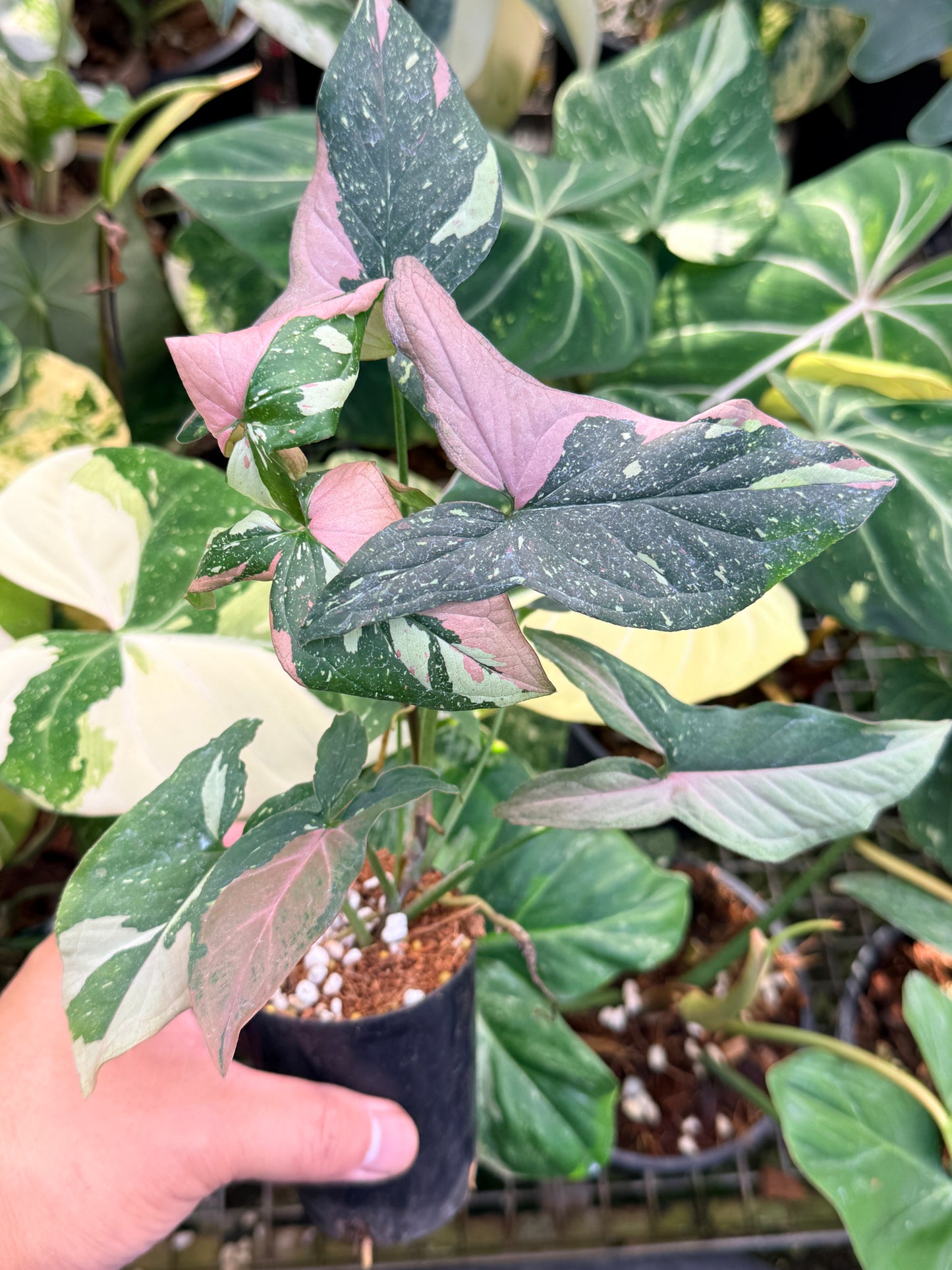 Syngonium 'Red Spot Tricolor' N27