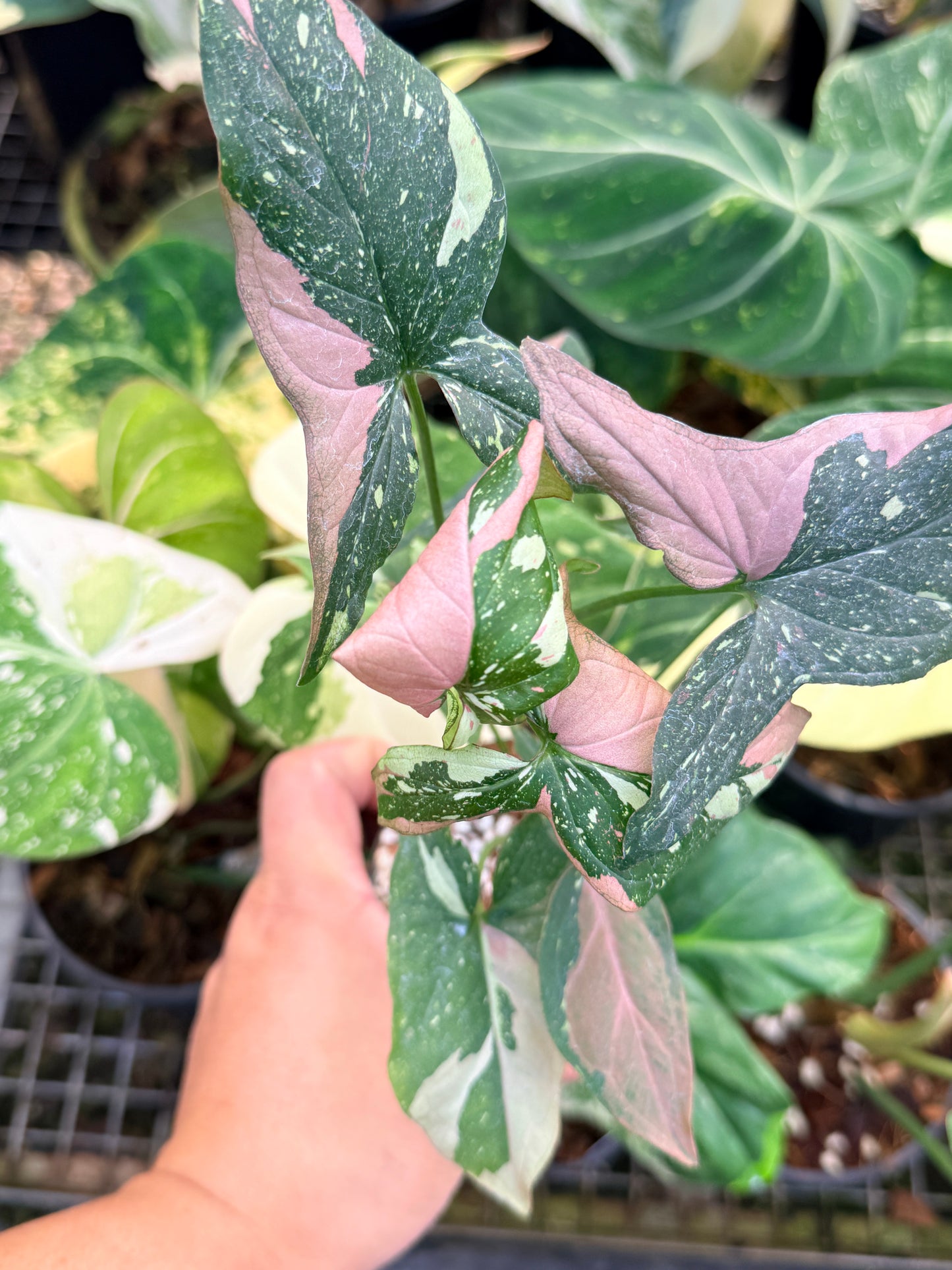 Syngonium 'Red Spot Tricolor' N27