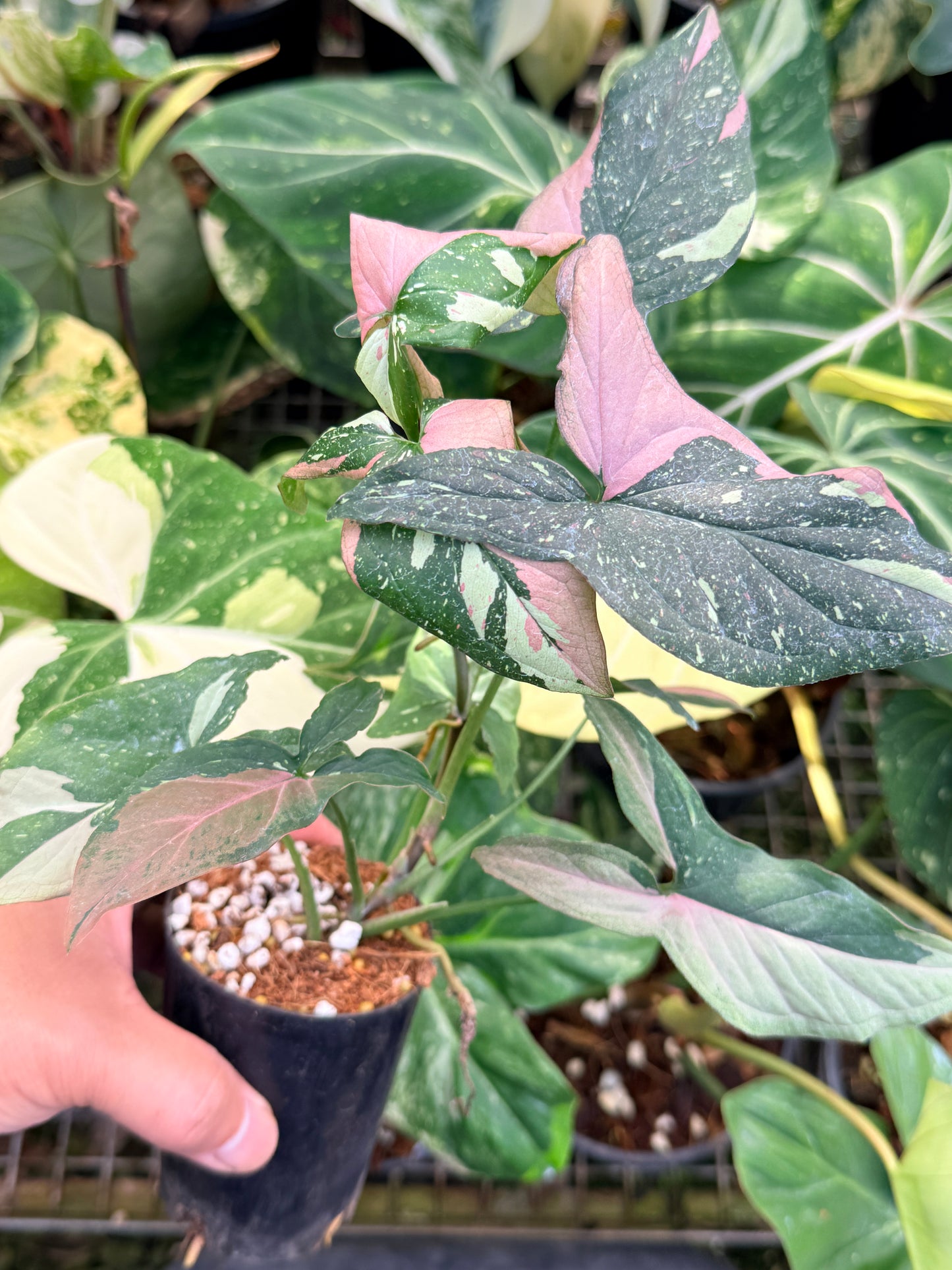 Syngonium 'Red Spot Tricolor' N27