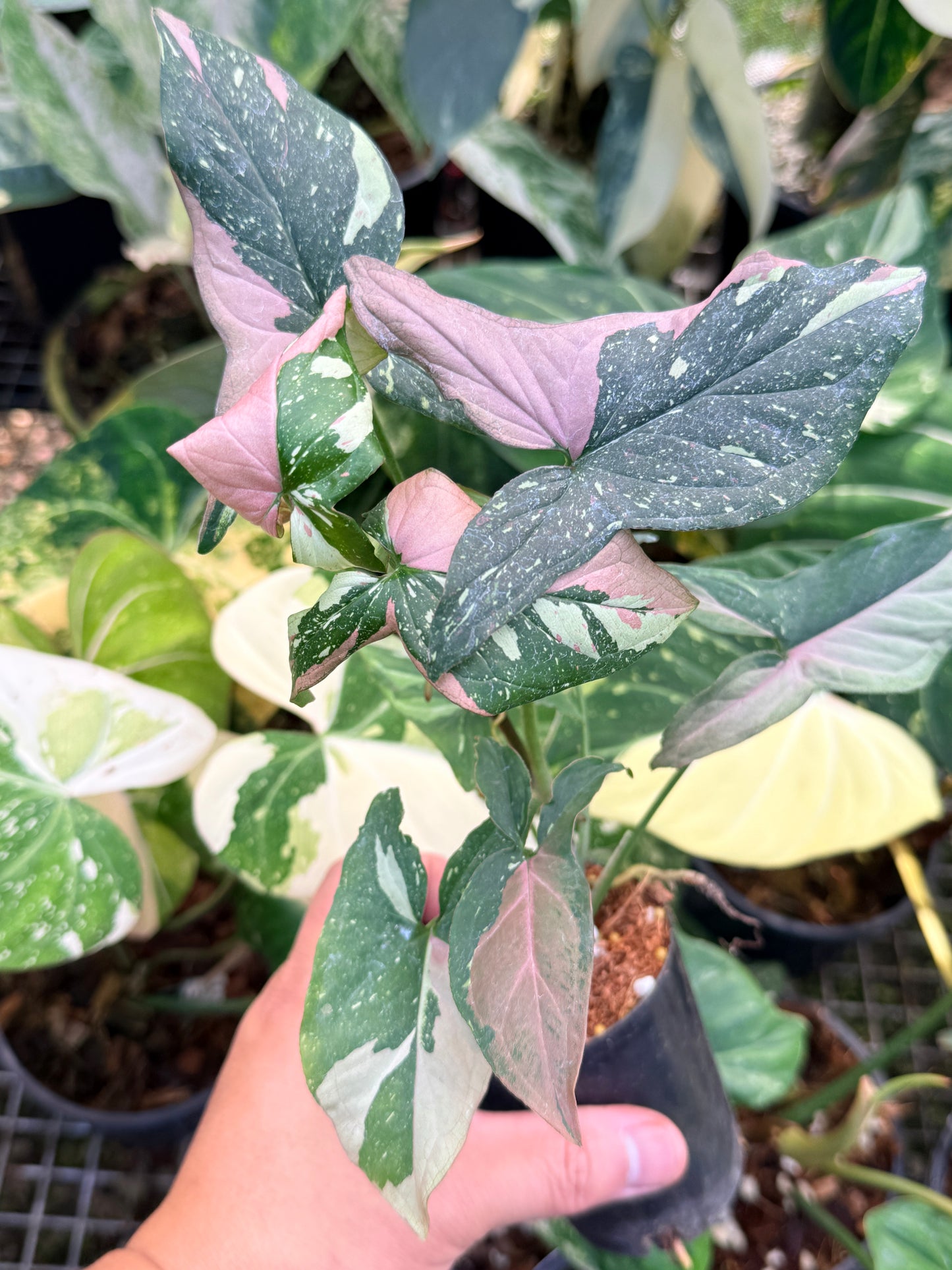 Syngonium 'Red Spot Tricolor' N27