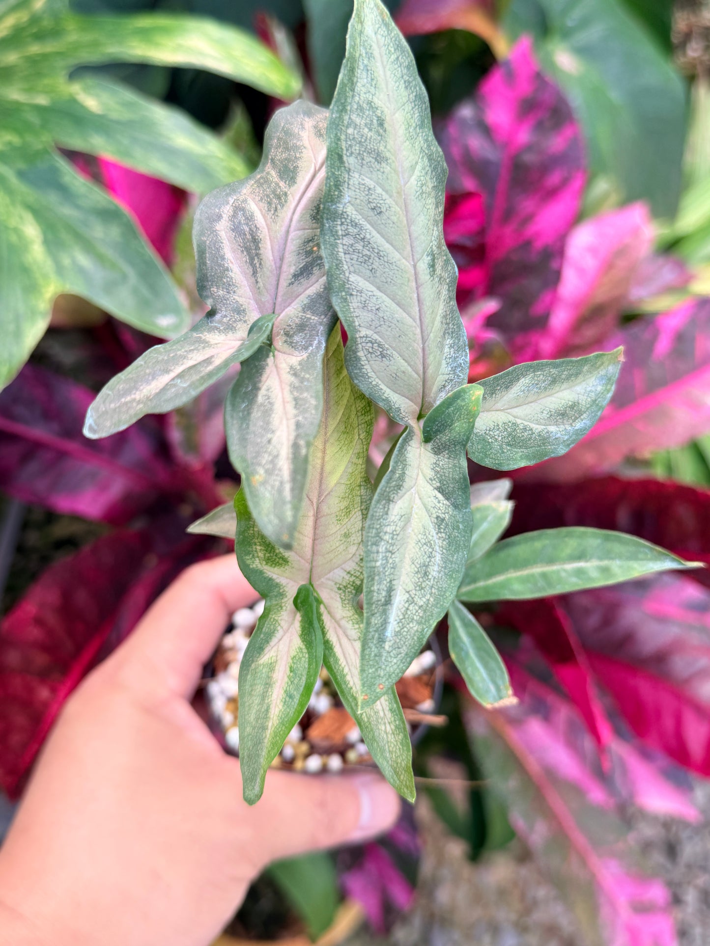 Syngonium 'Pink Star' N33