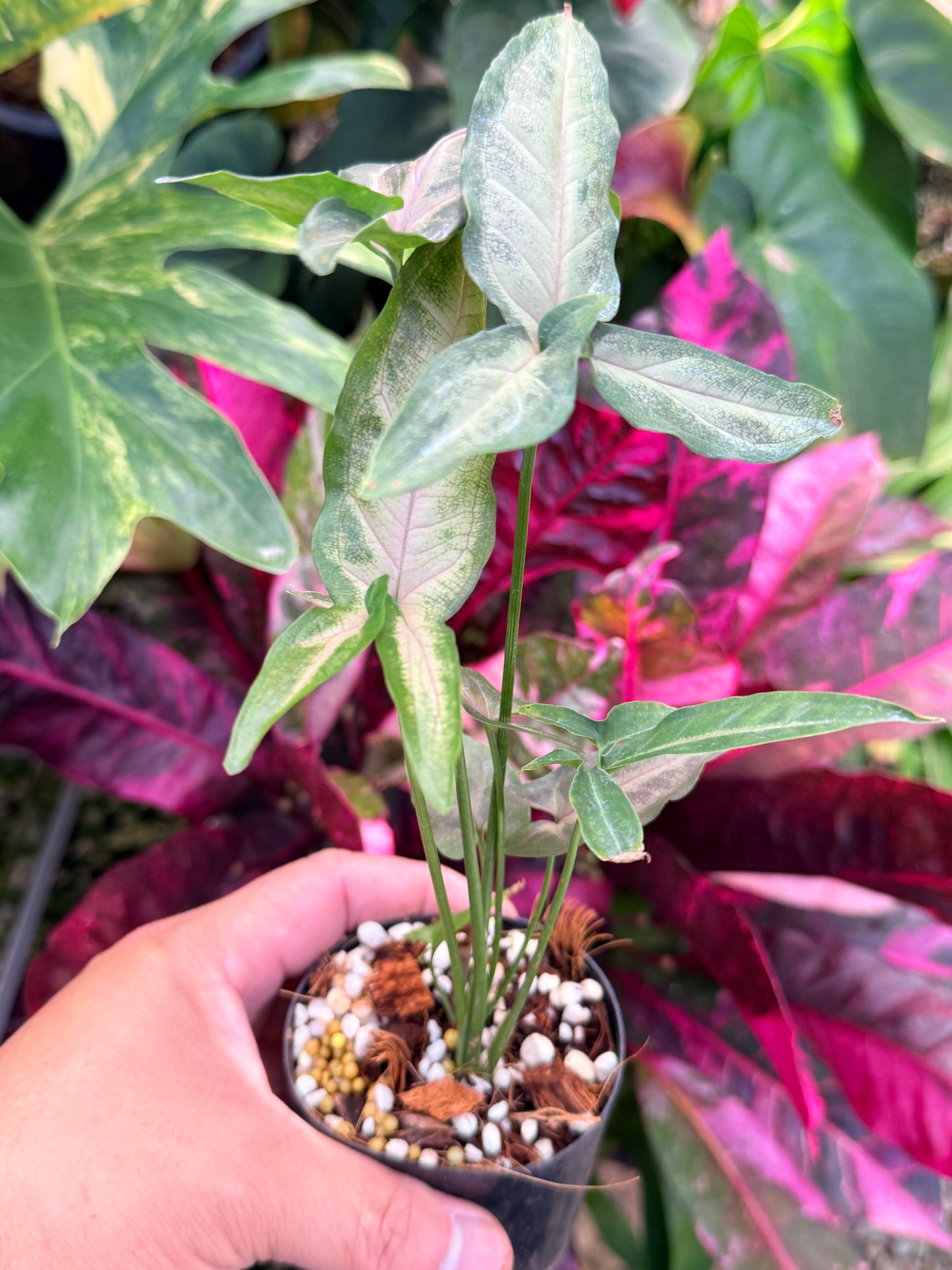Syngonium 'Pink Star' N33