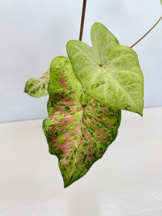 Caladium Hybrid D43