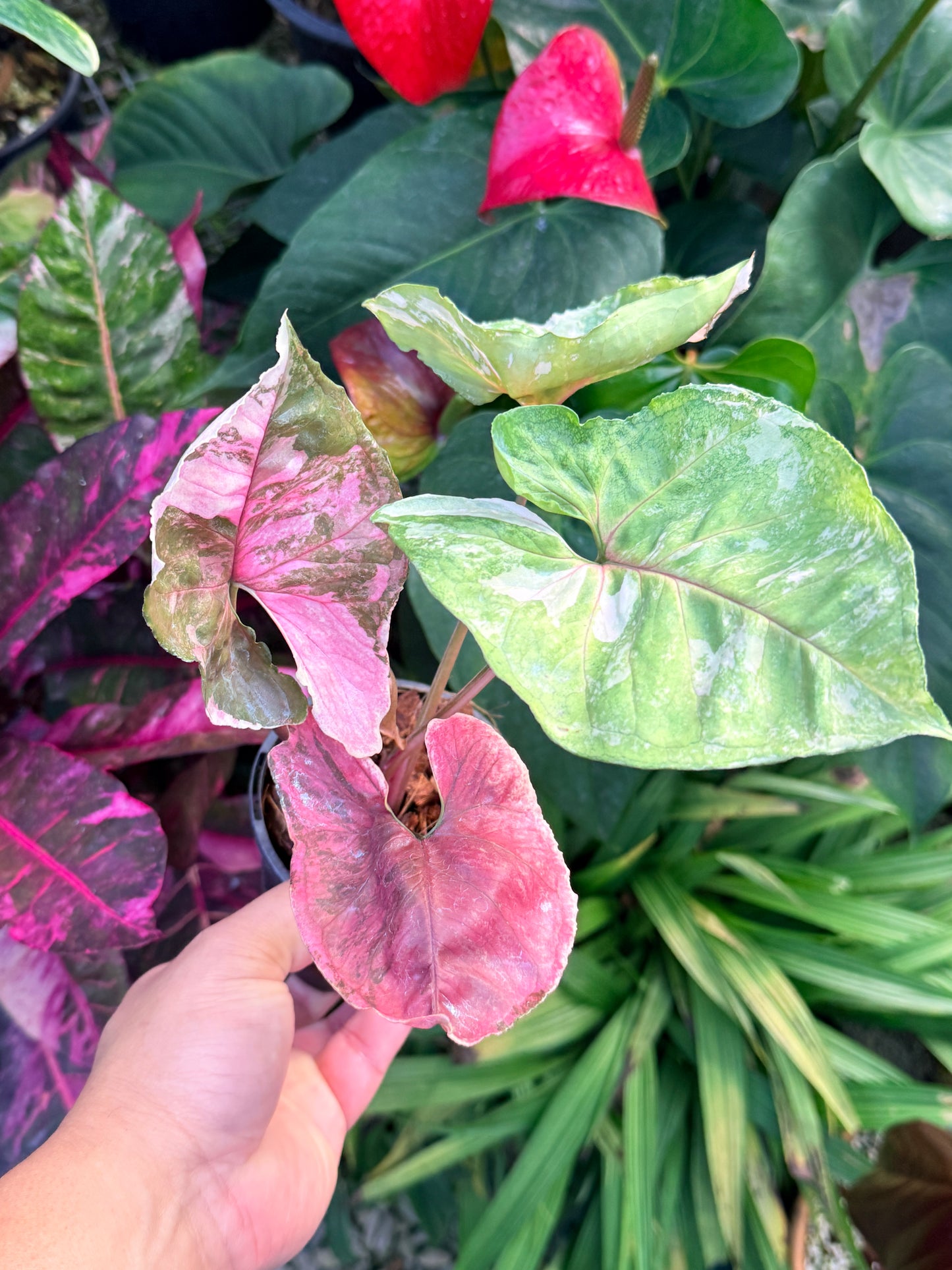 Syngonium 'Strawberry Ice Galaxy' N26