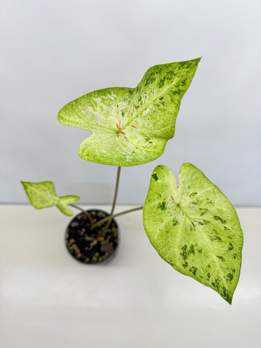 Caladium Hybrid D19