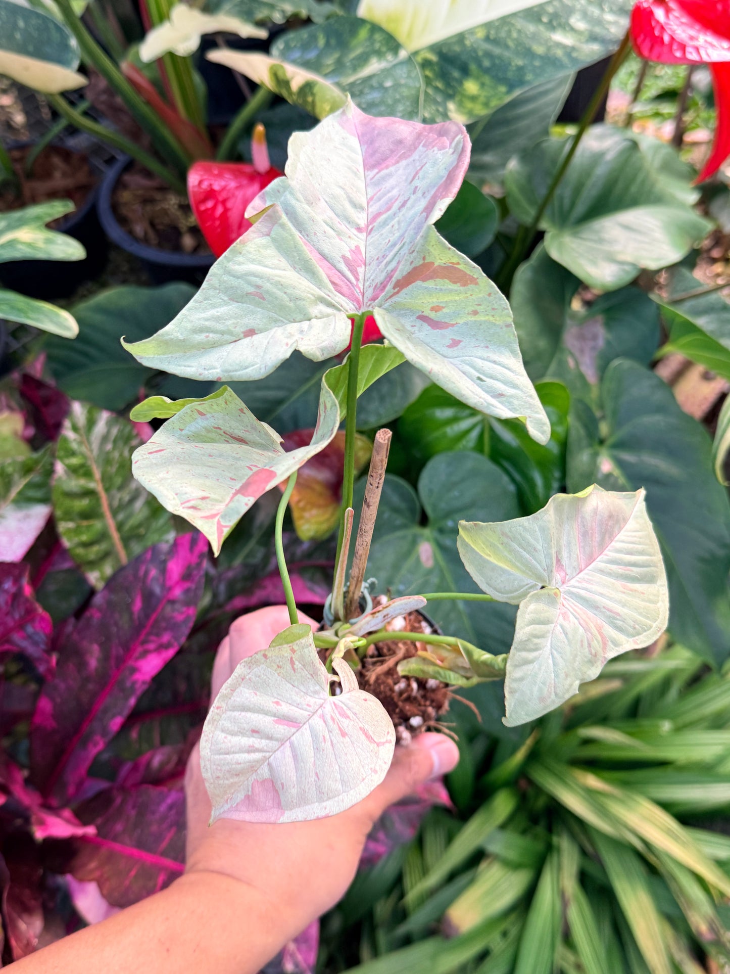 Syngonium 'Confetti' NONTC N30